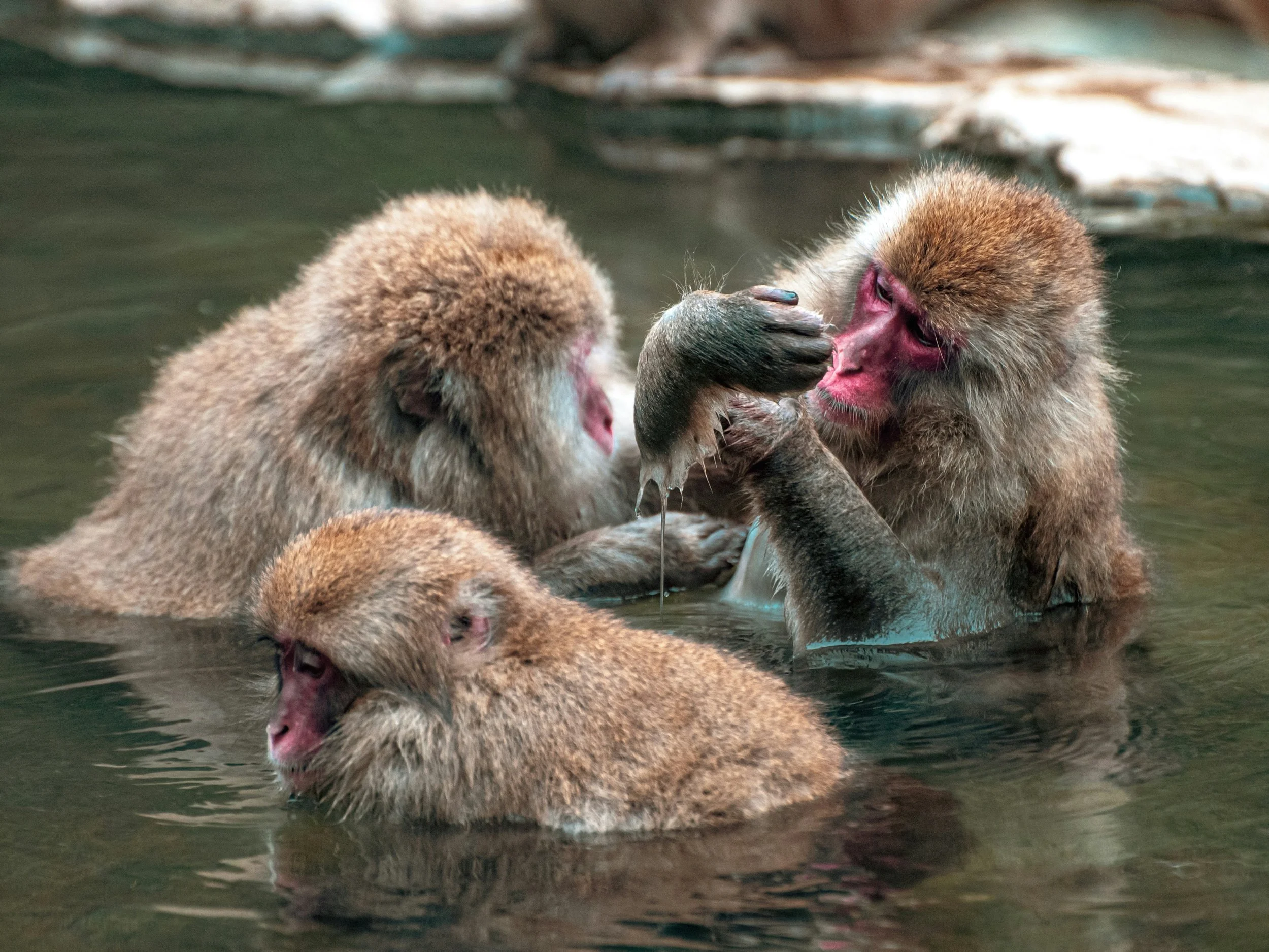 Snow monkeys grooming while bathing in the hot spring at Jigokudani