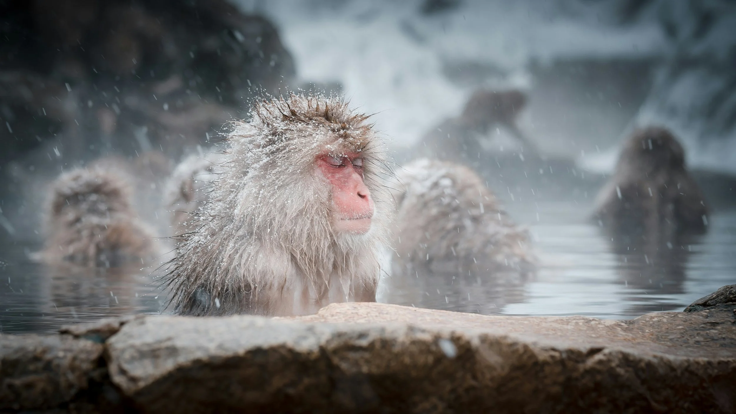 now monkeys huddling amid steam in the hot spring at Jigokudani