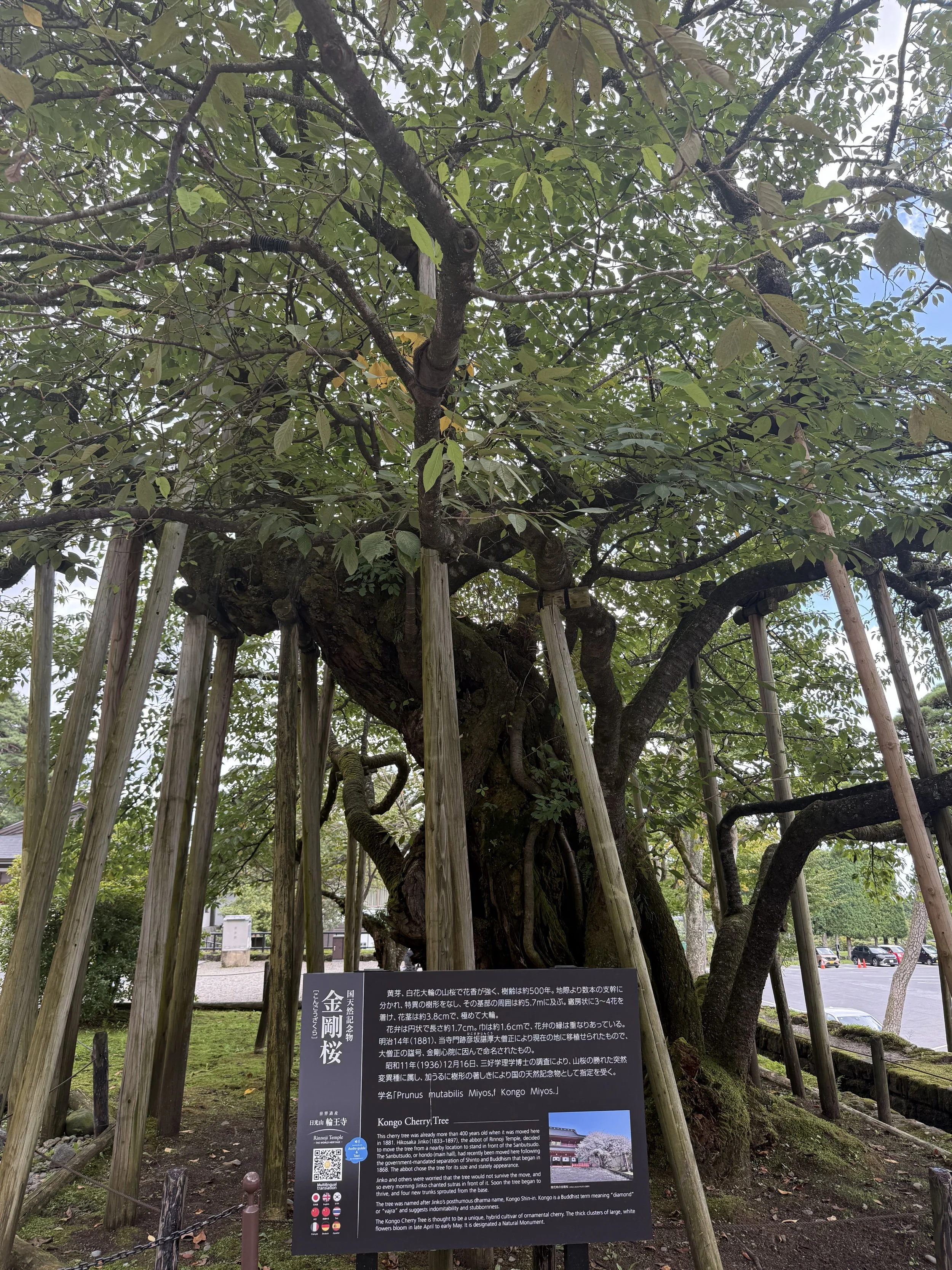 A large edited cherry blossom tree surrounded by wooden supports in a park, with a sign providing information about the tree.