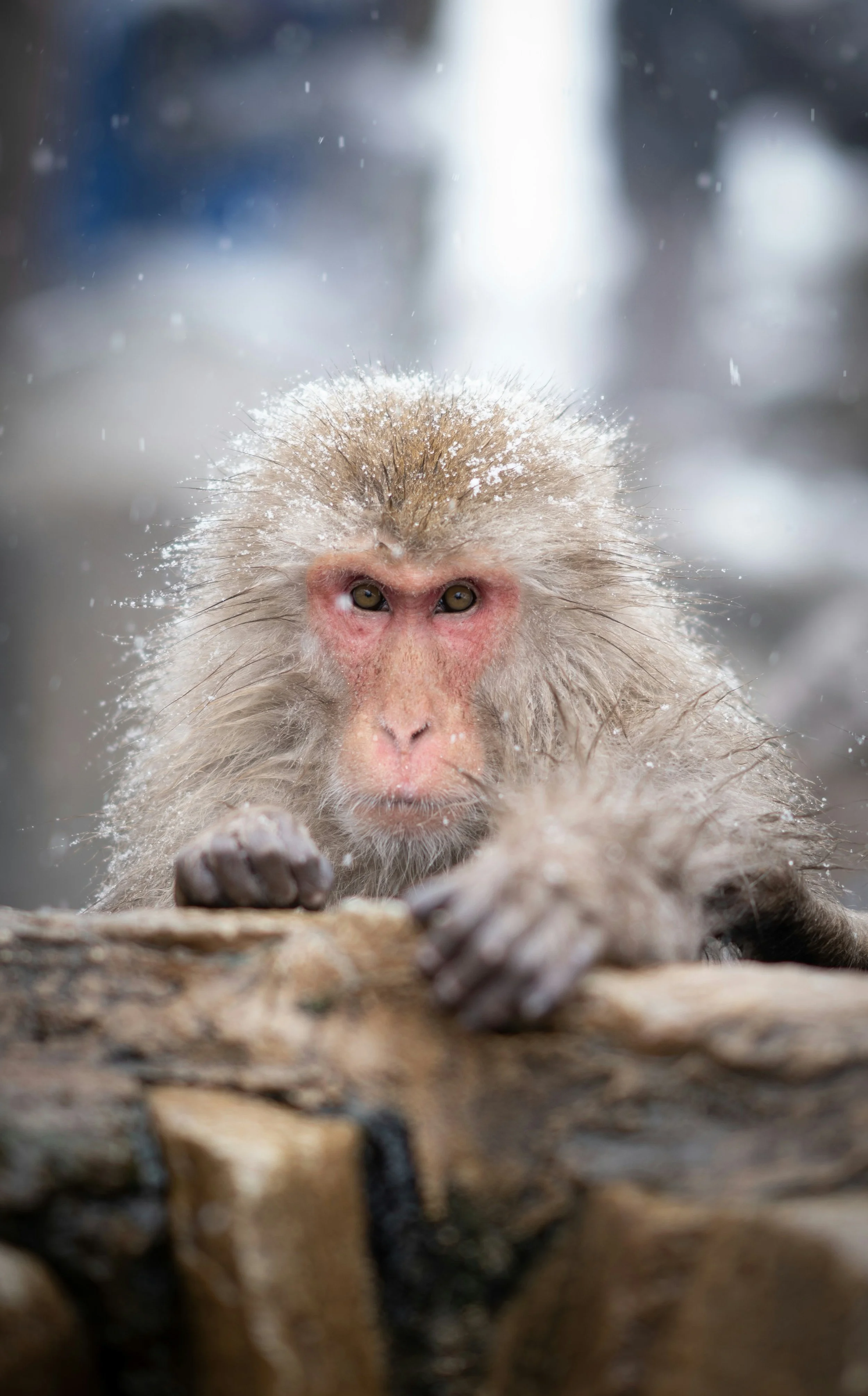 Close-up portrait of a Japanese macaque with snowy background at Jigokudani