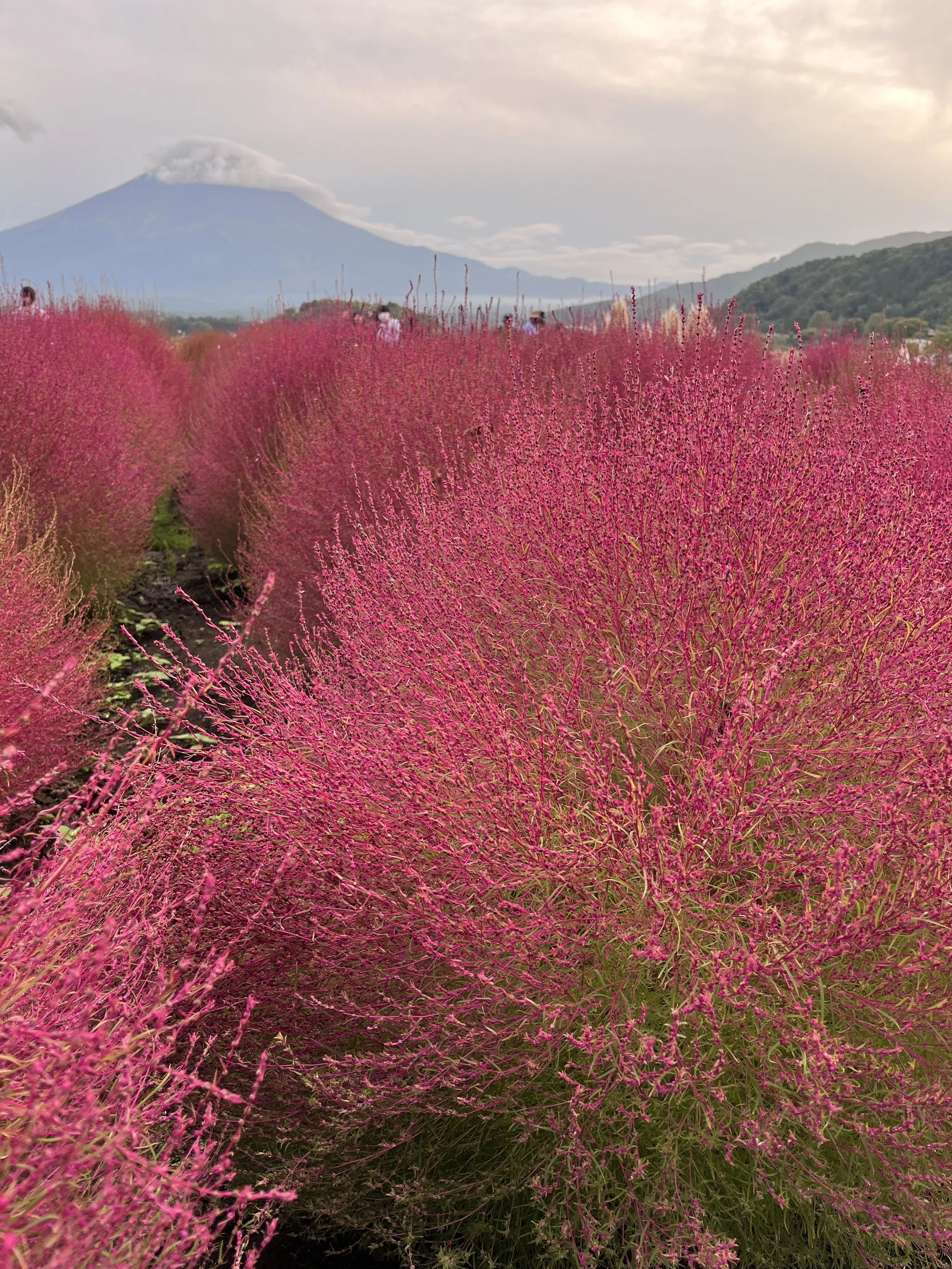 Pink flowers in a field with mountains and a volcano in the background.
