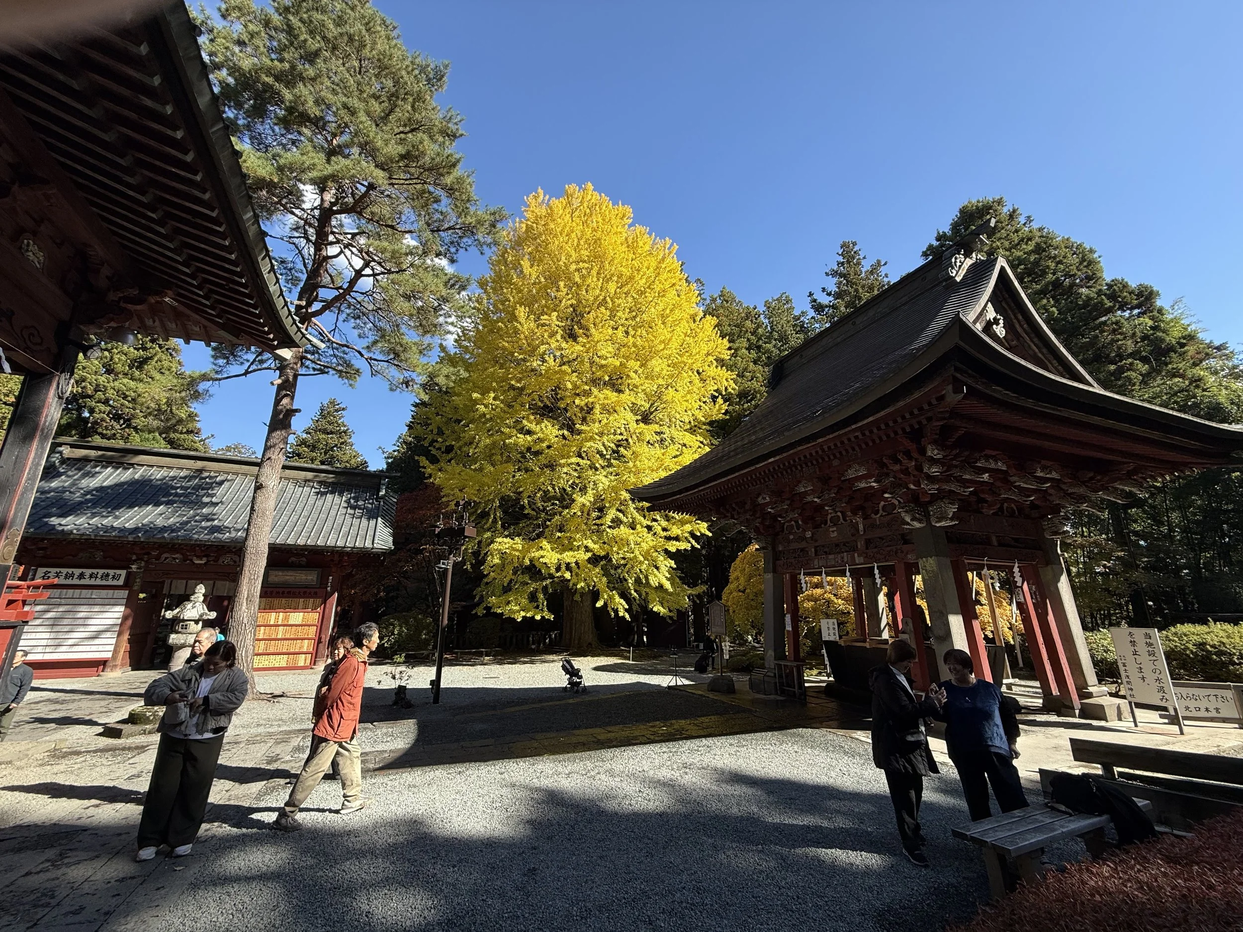 People walking and talking near a traditional Japanese shrine with vibrant yellow trees and a clear blue sky in the background.