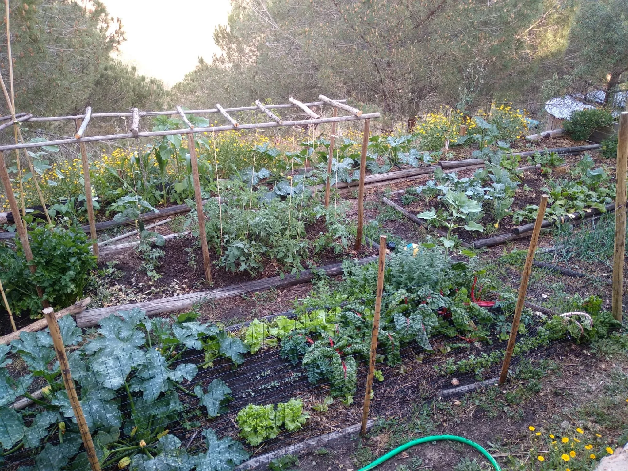 A vegetable garden with various plants growing in raised beds, supported by stakes and fencing, surrounded by trees and yellow wildflowers.