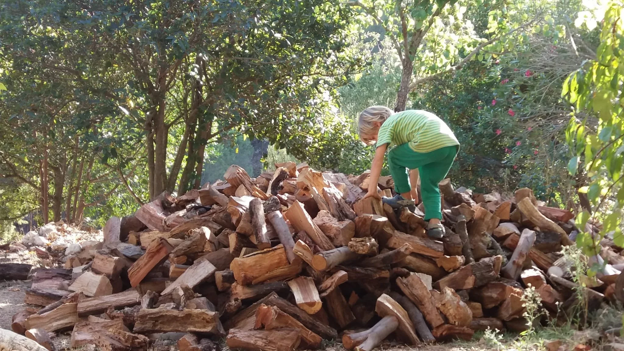 A young child with blonde hair, wearing a green and white striped shirt and green pants, bent over on top of a large pile of chopped firewood in a wooded outdoors setting.