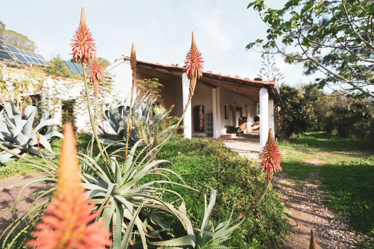 A garden with aloe plants and orange flowers in front of a white house with a tiled roof and clay patio.