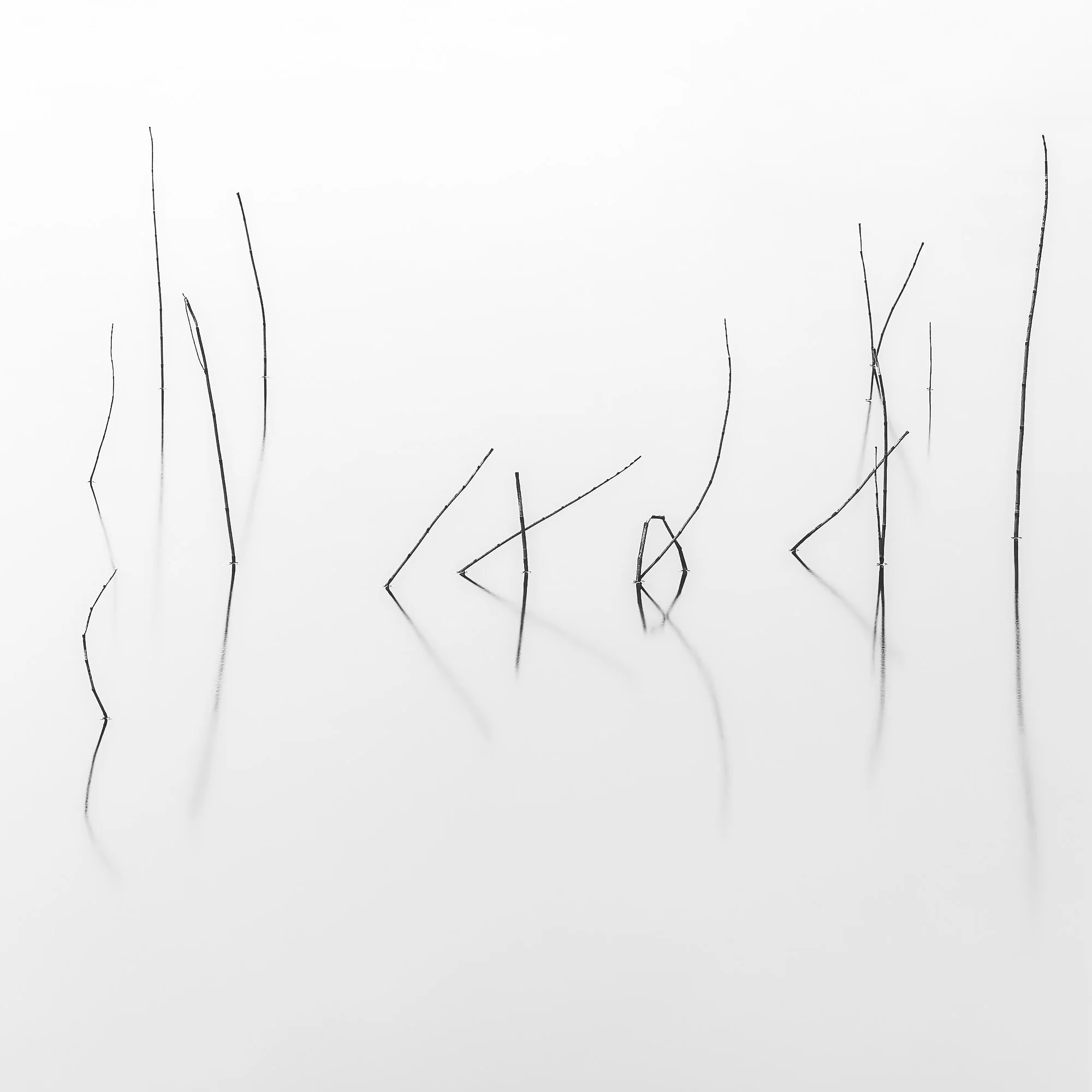 Reeds