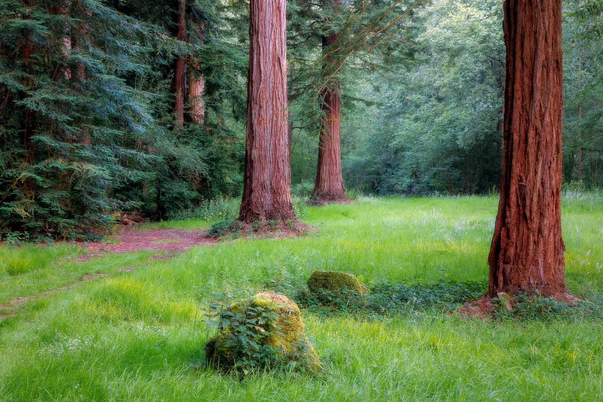 Redwoods Summer