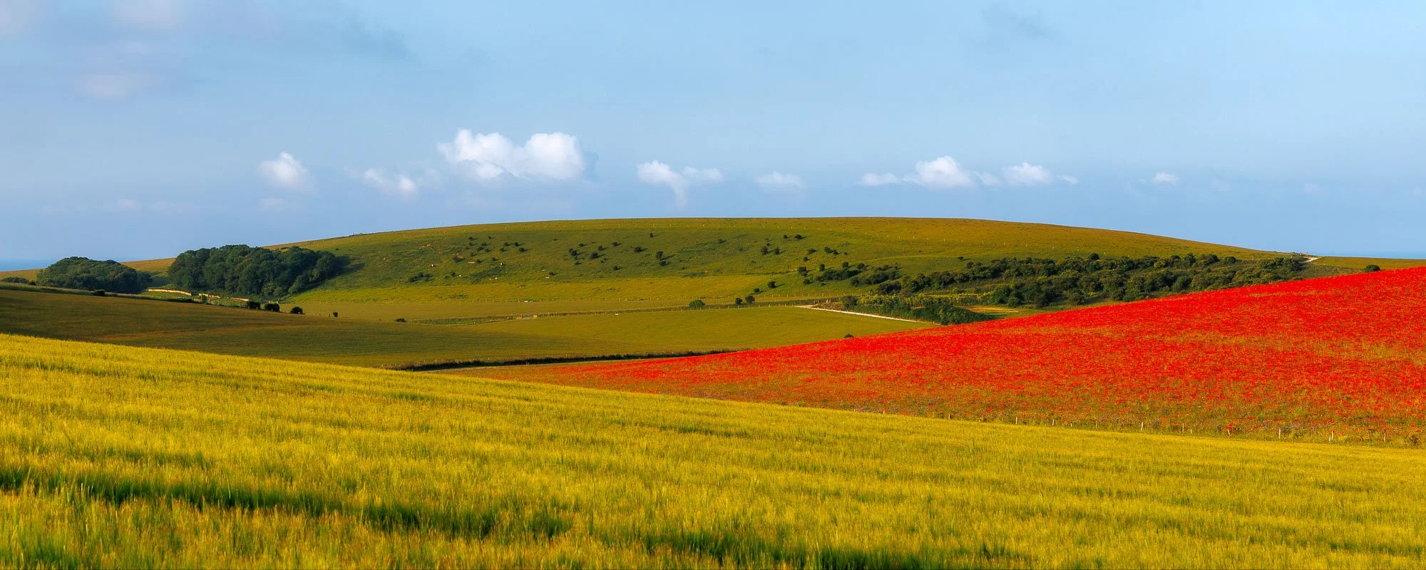 Poppies on the South Downs