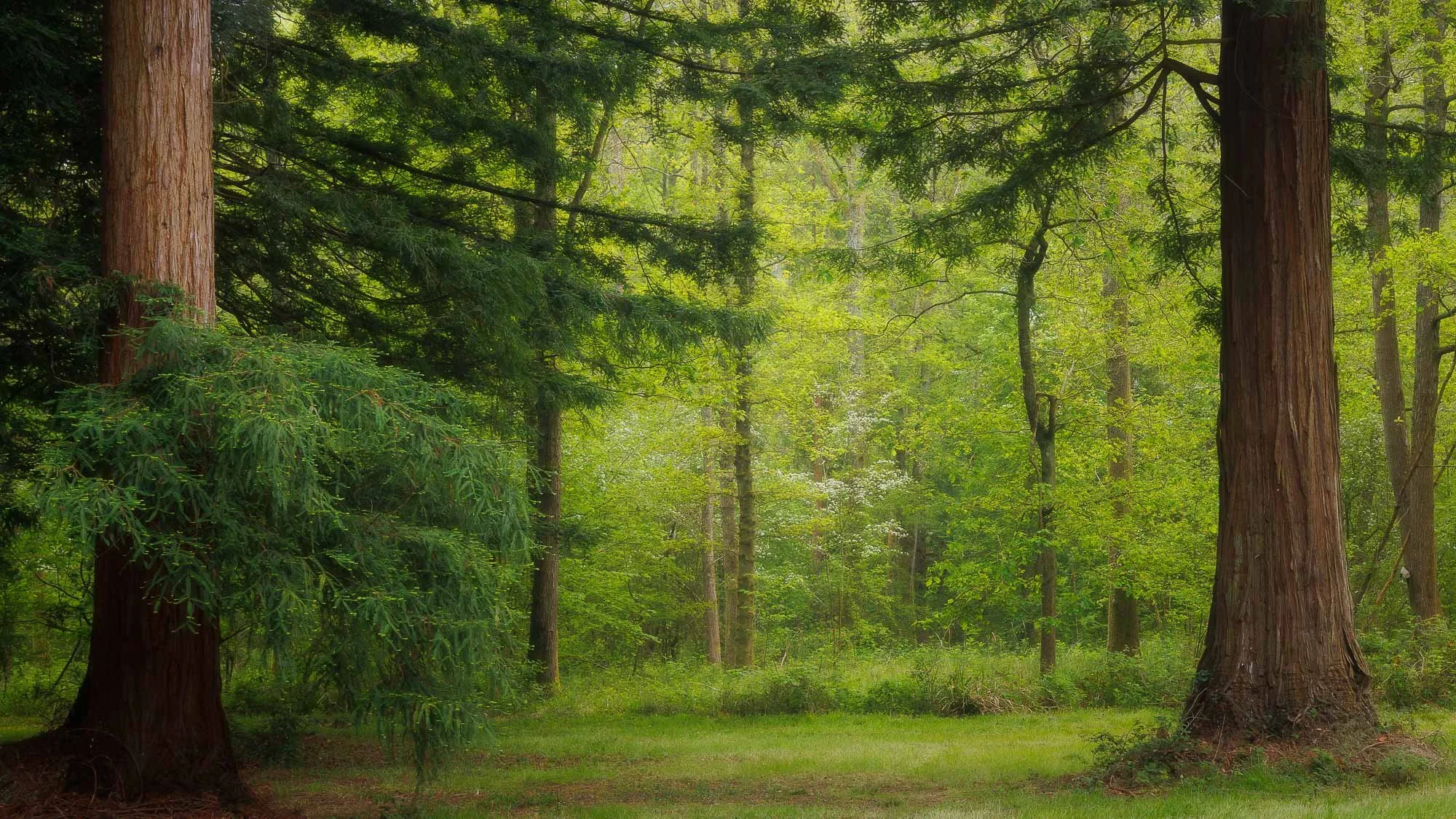 Redwoods Spring 2