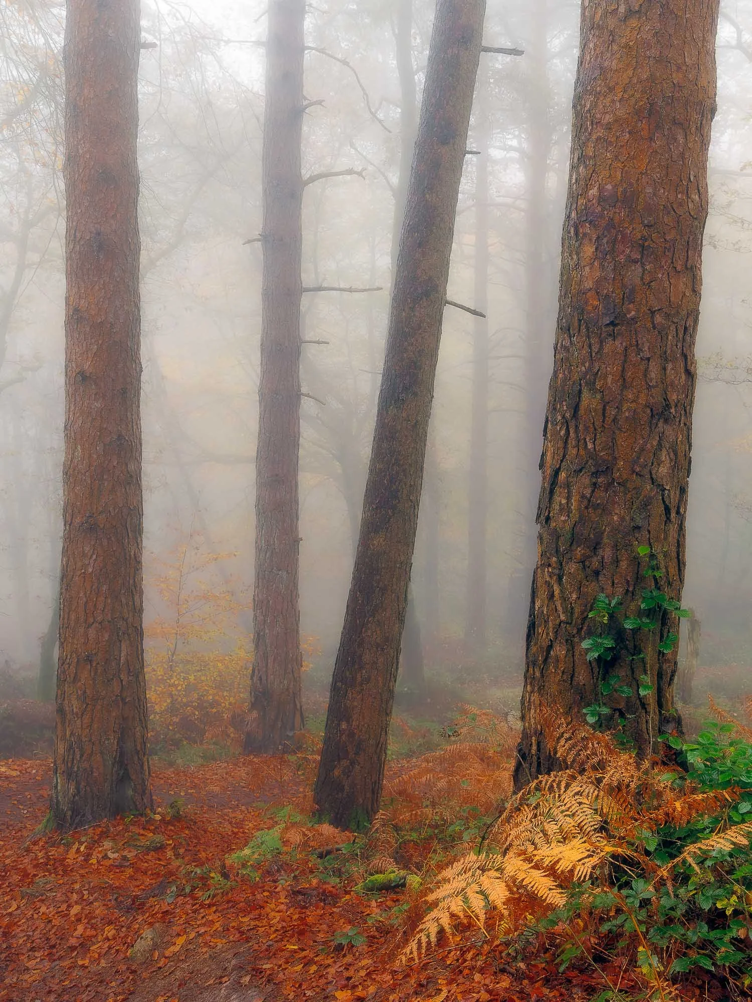 Pine and Mist