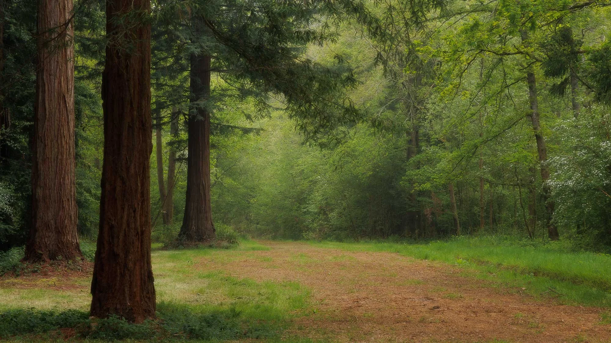 Redwoods Spring