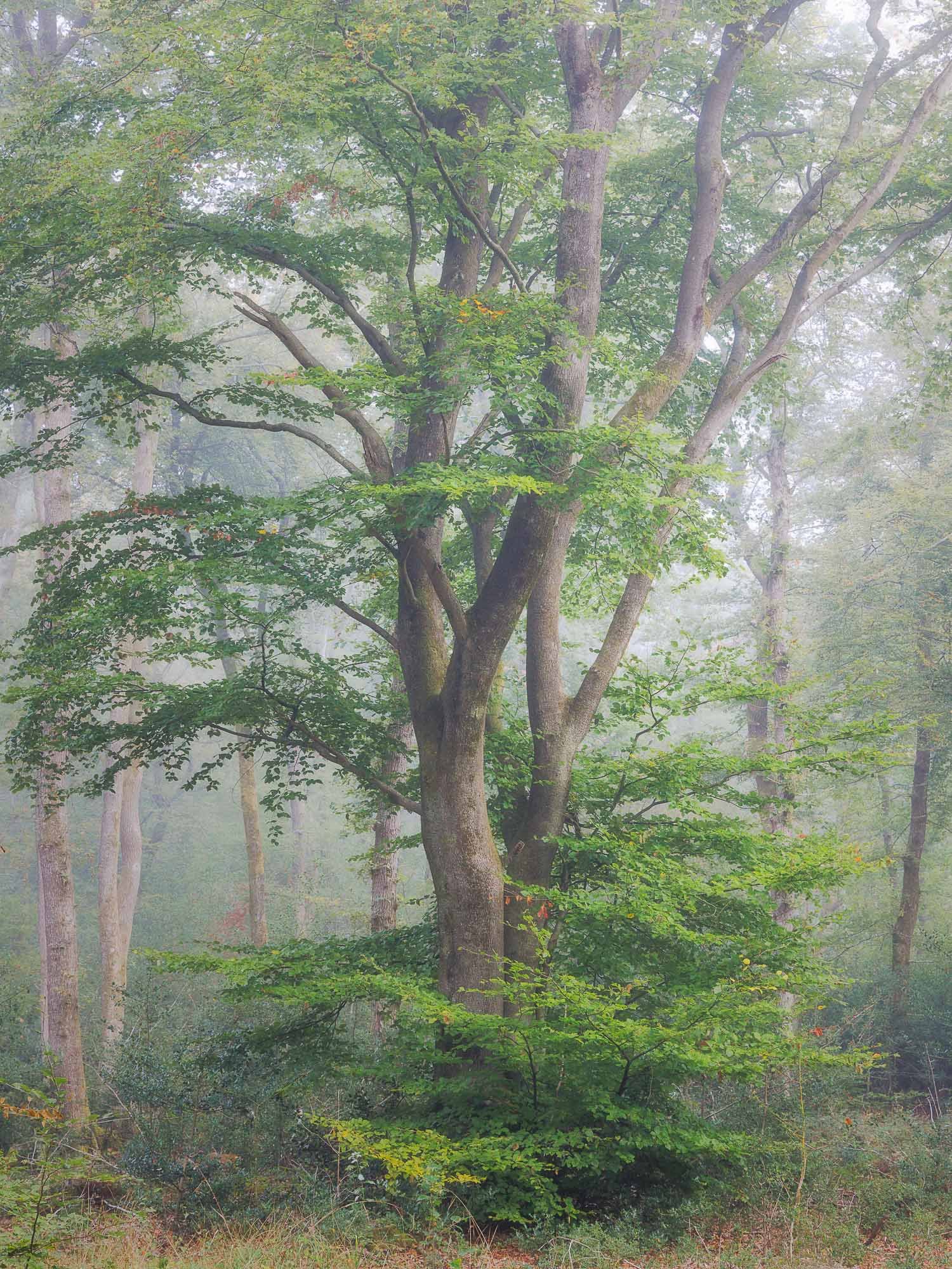 Beech