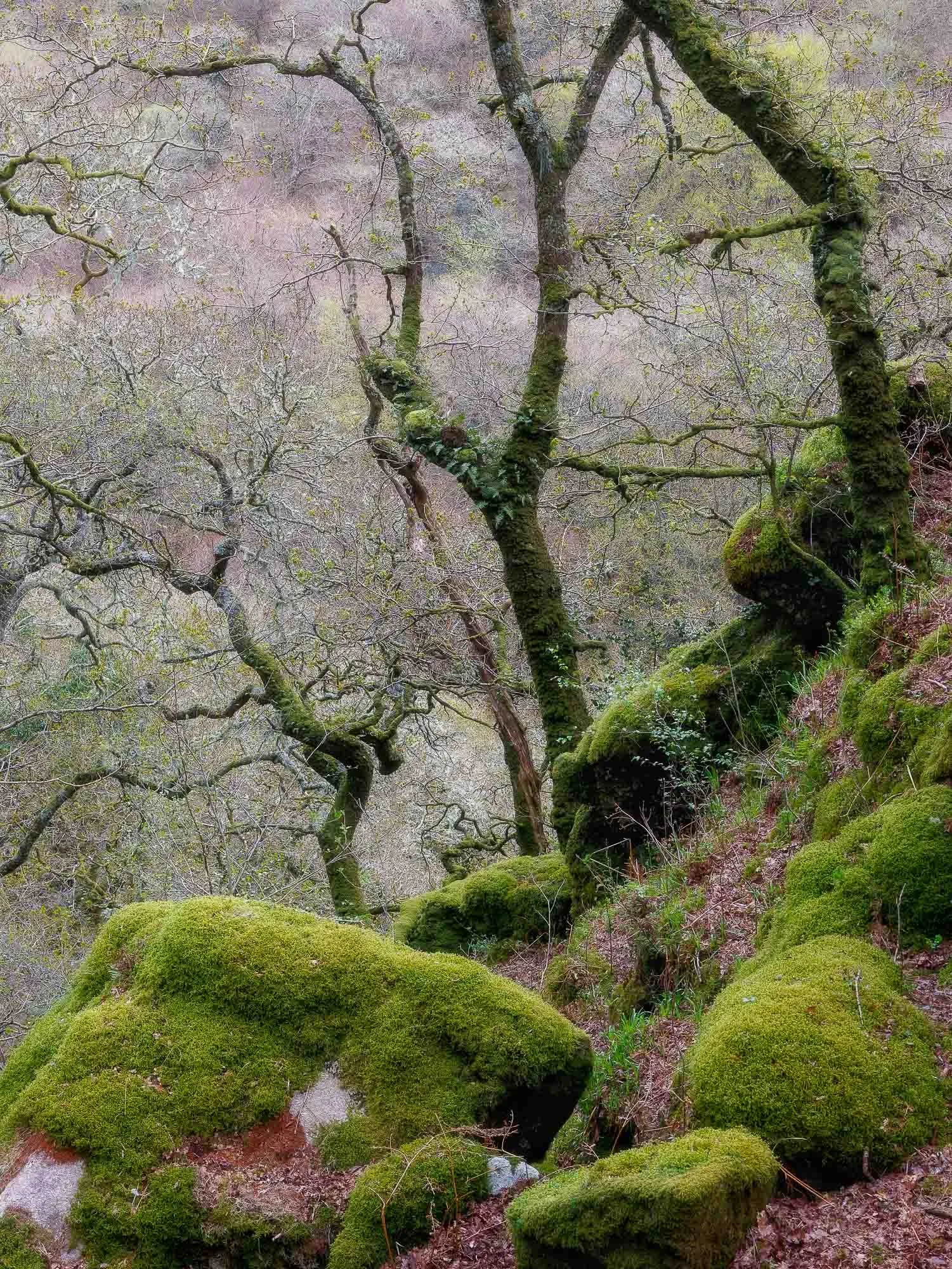 Early Spring Dartmoor