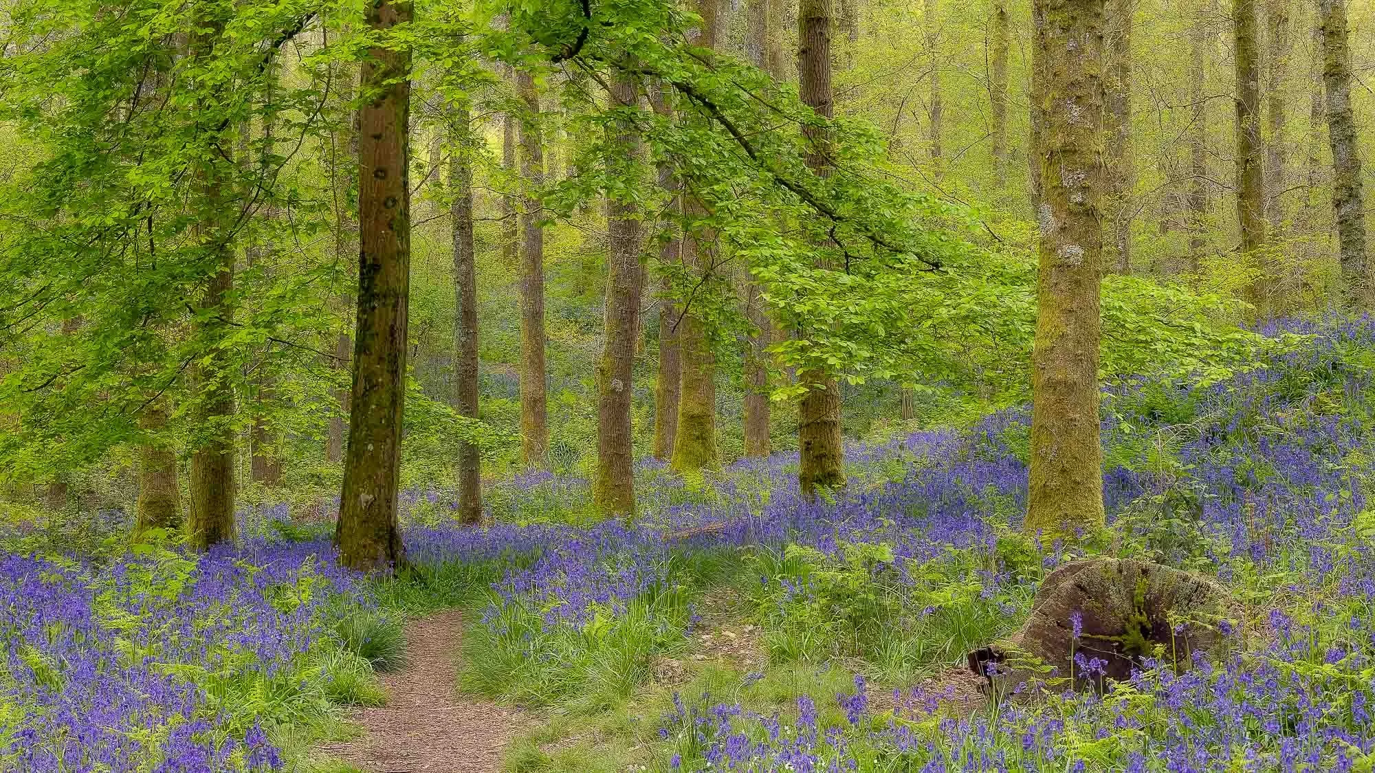 Bluebell Glade