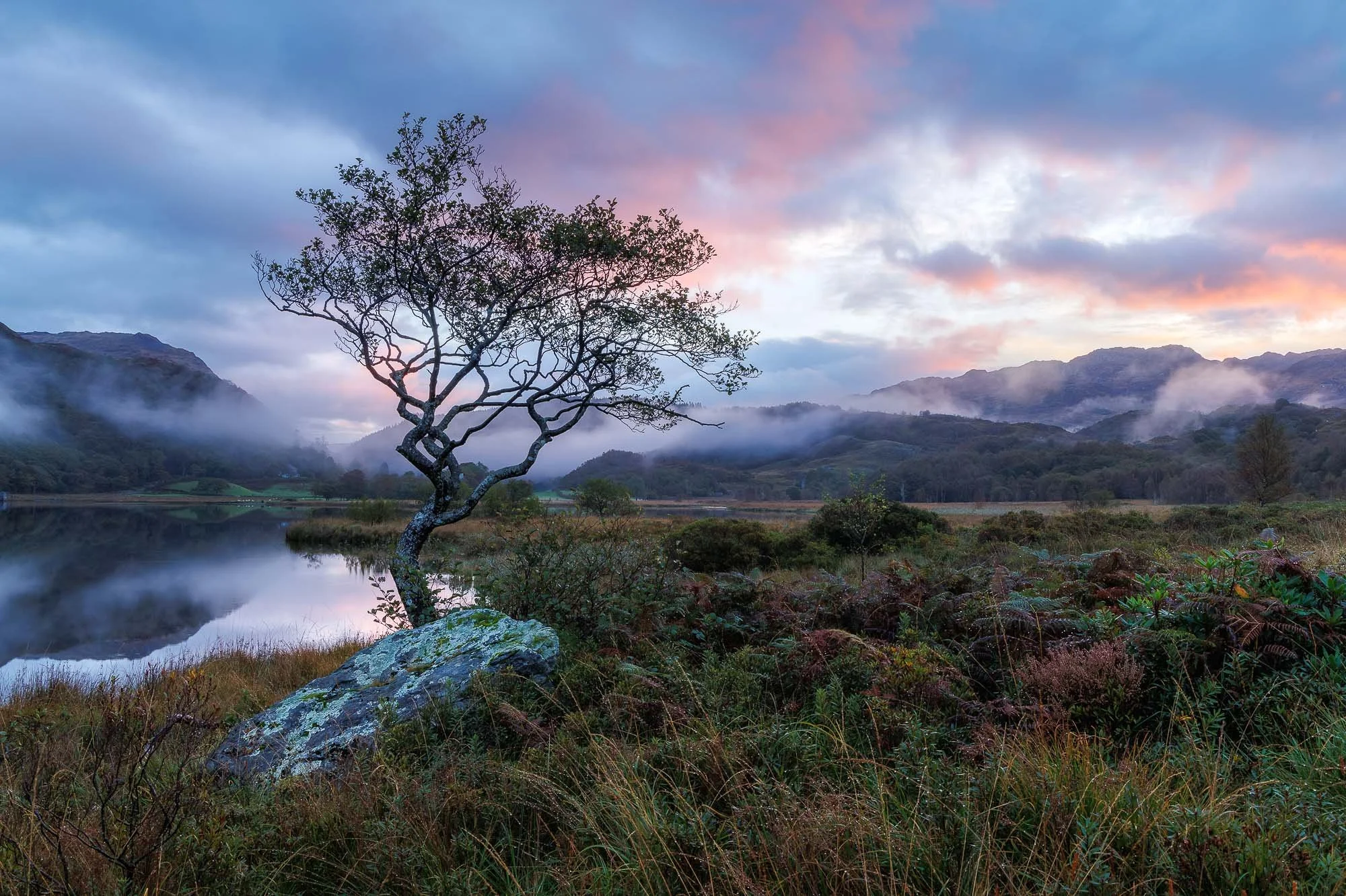 Tree and Rock, Wales
