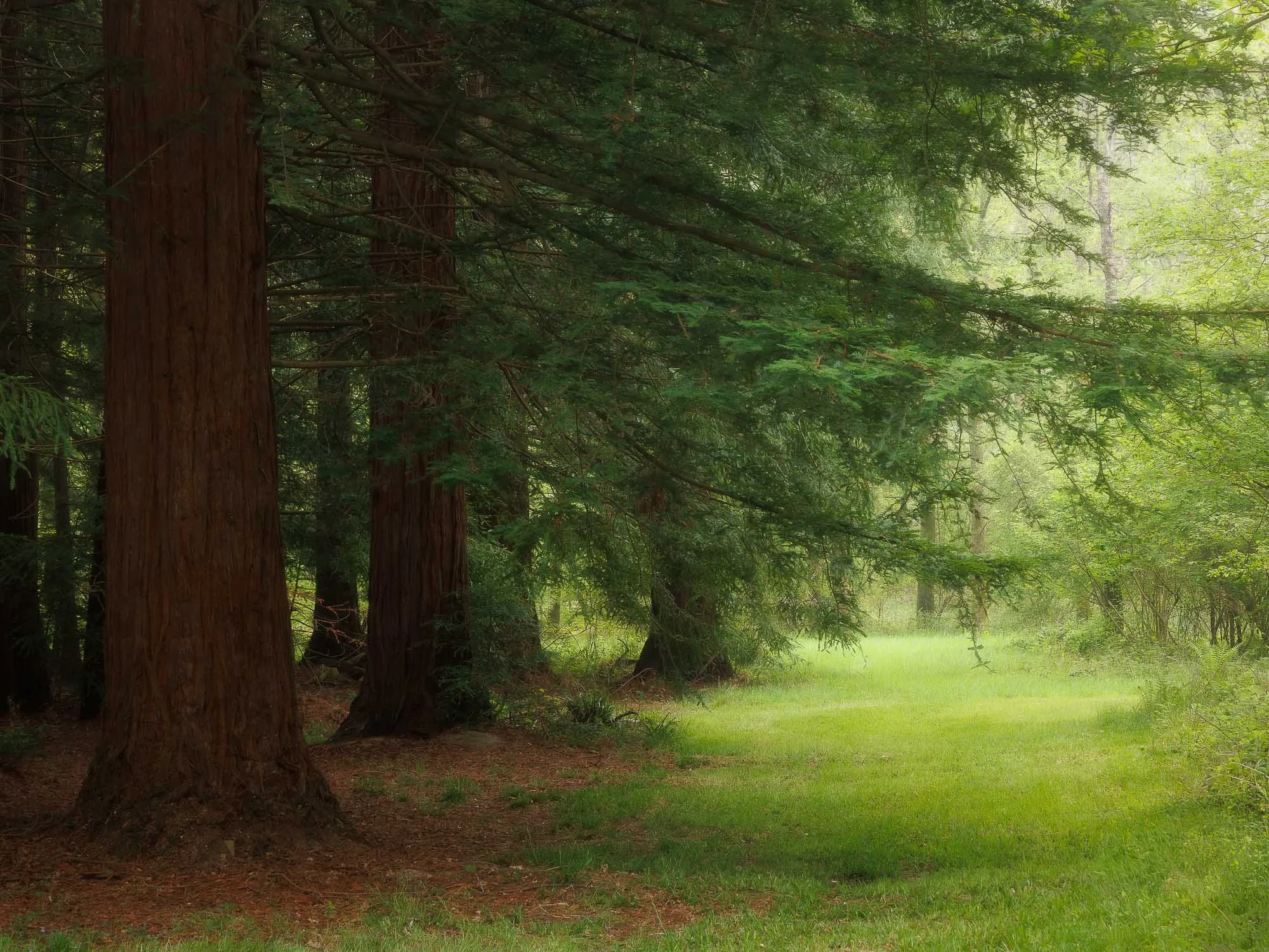 Redwoods Spring 3