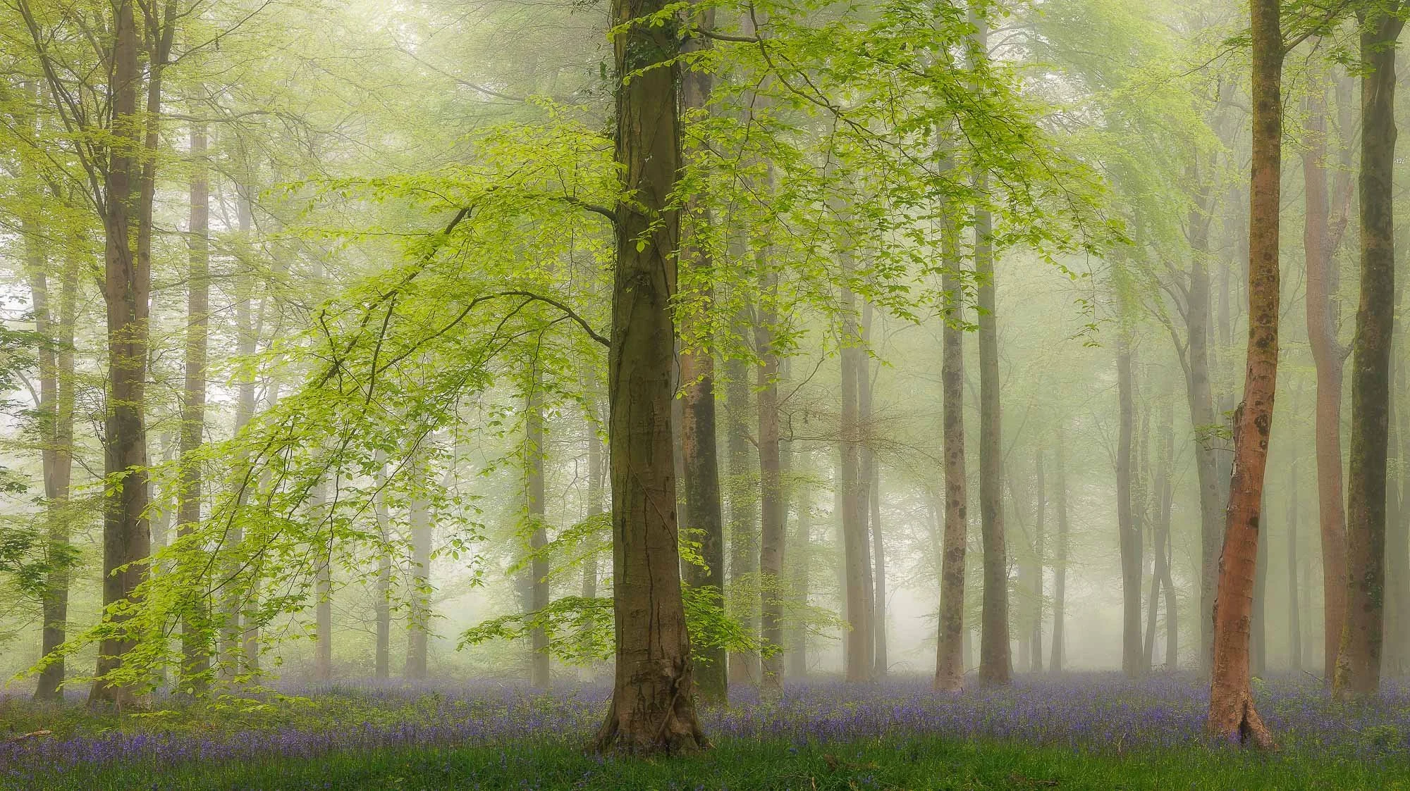 Spring Dawn