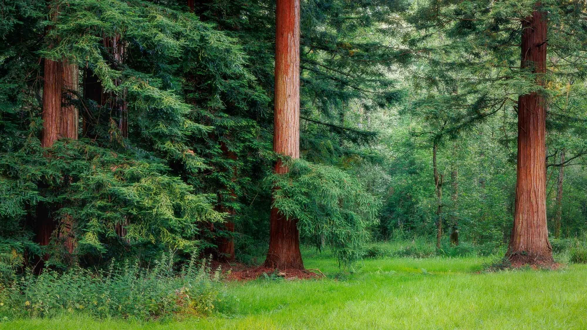 Redwoods Summer 2 

