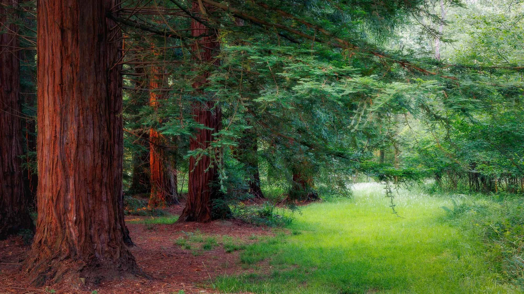 Summer Red Woods