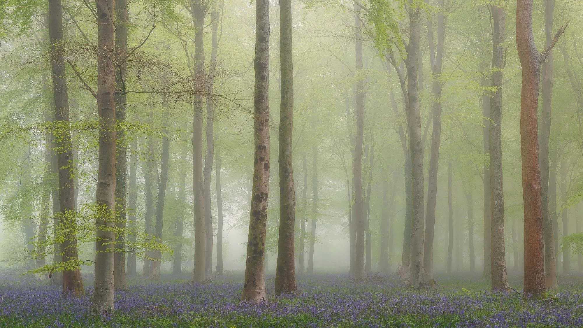 Spring Dawn