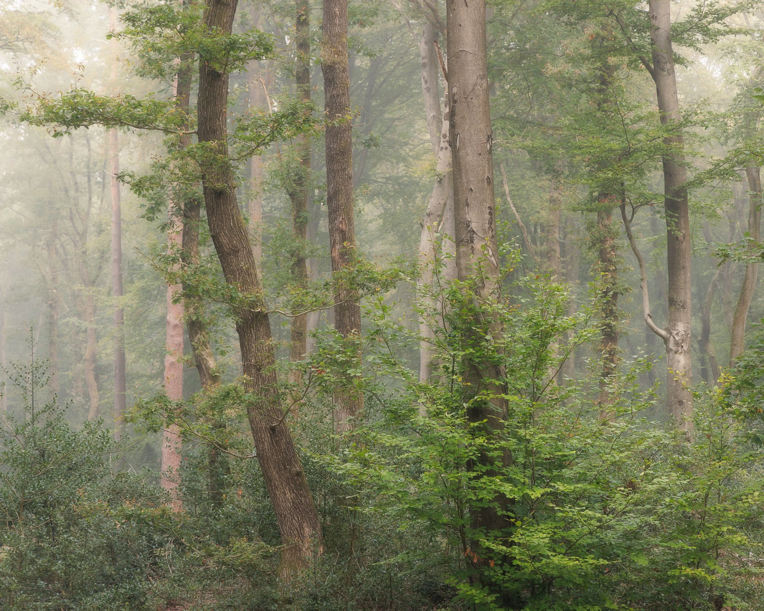 September Beech and Oak