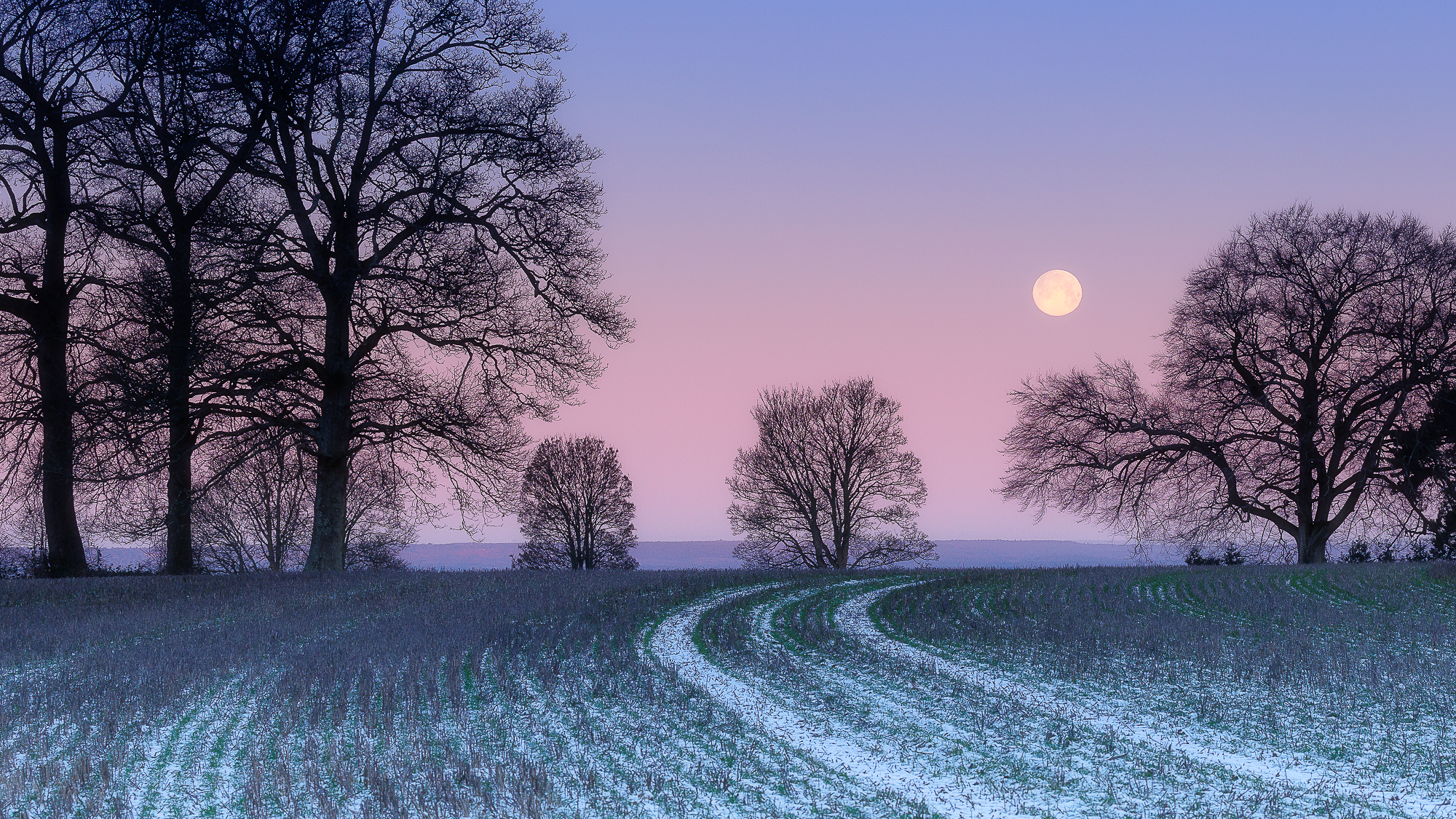 Wolf mooonAlexander Swyer Photography.png