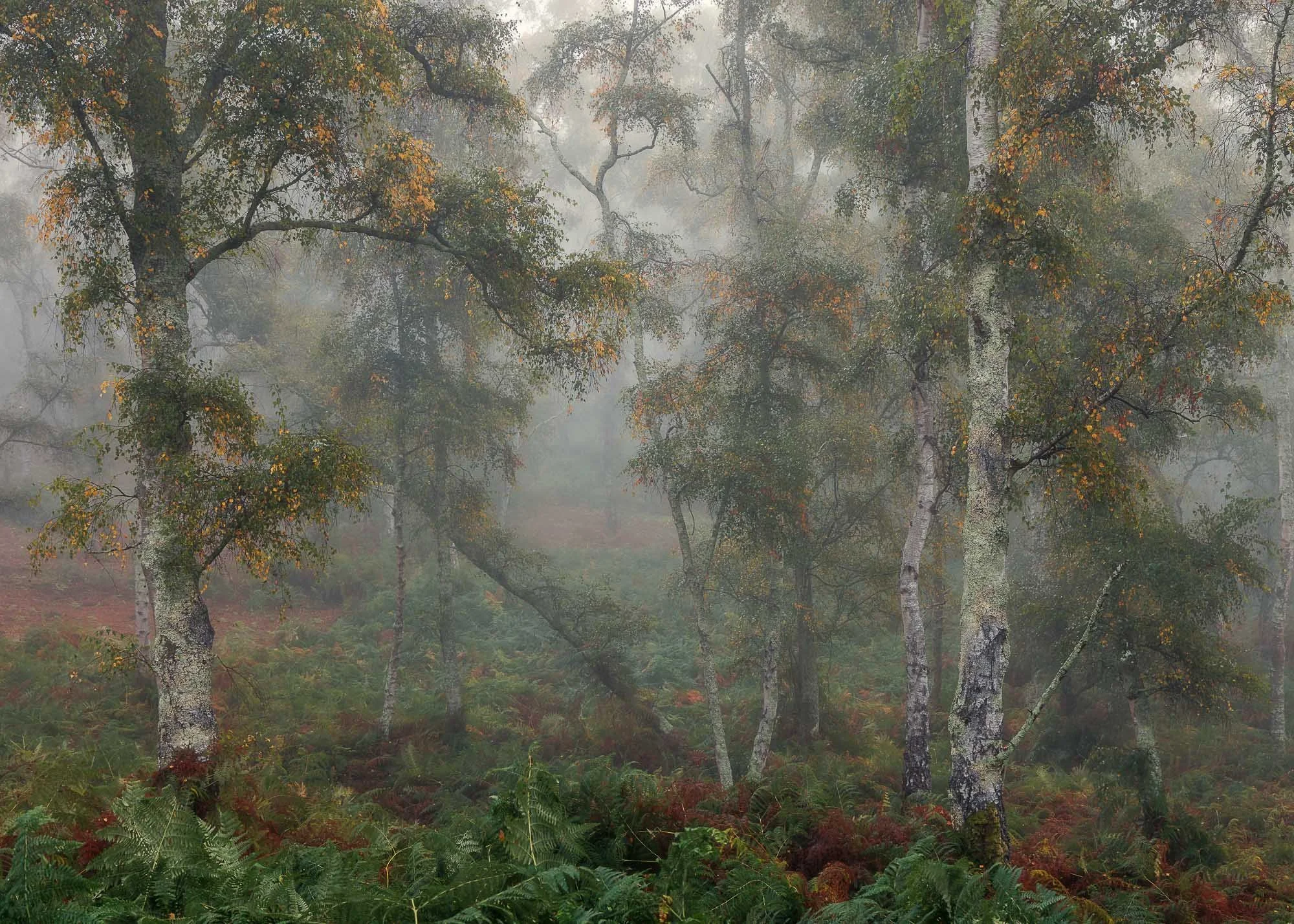 Woodland