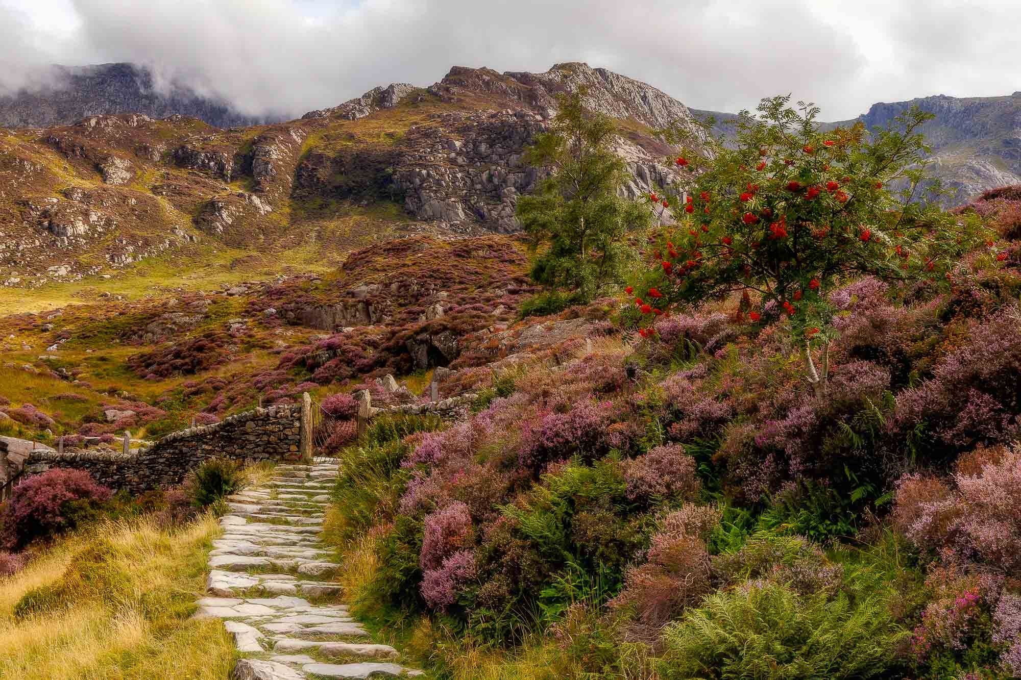 Heather, North Wales