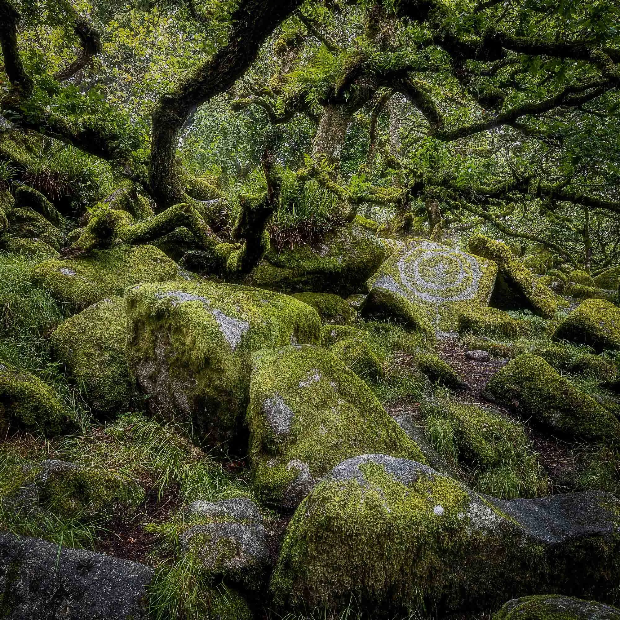 Wistmans Wood Alexander Swyer Photography.jpg