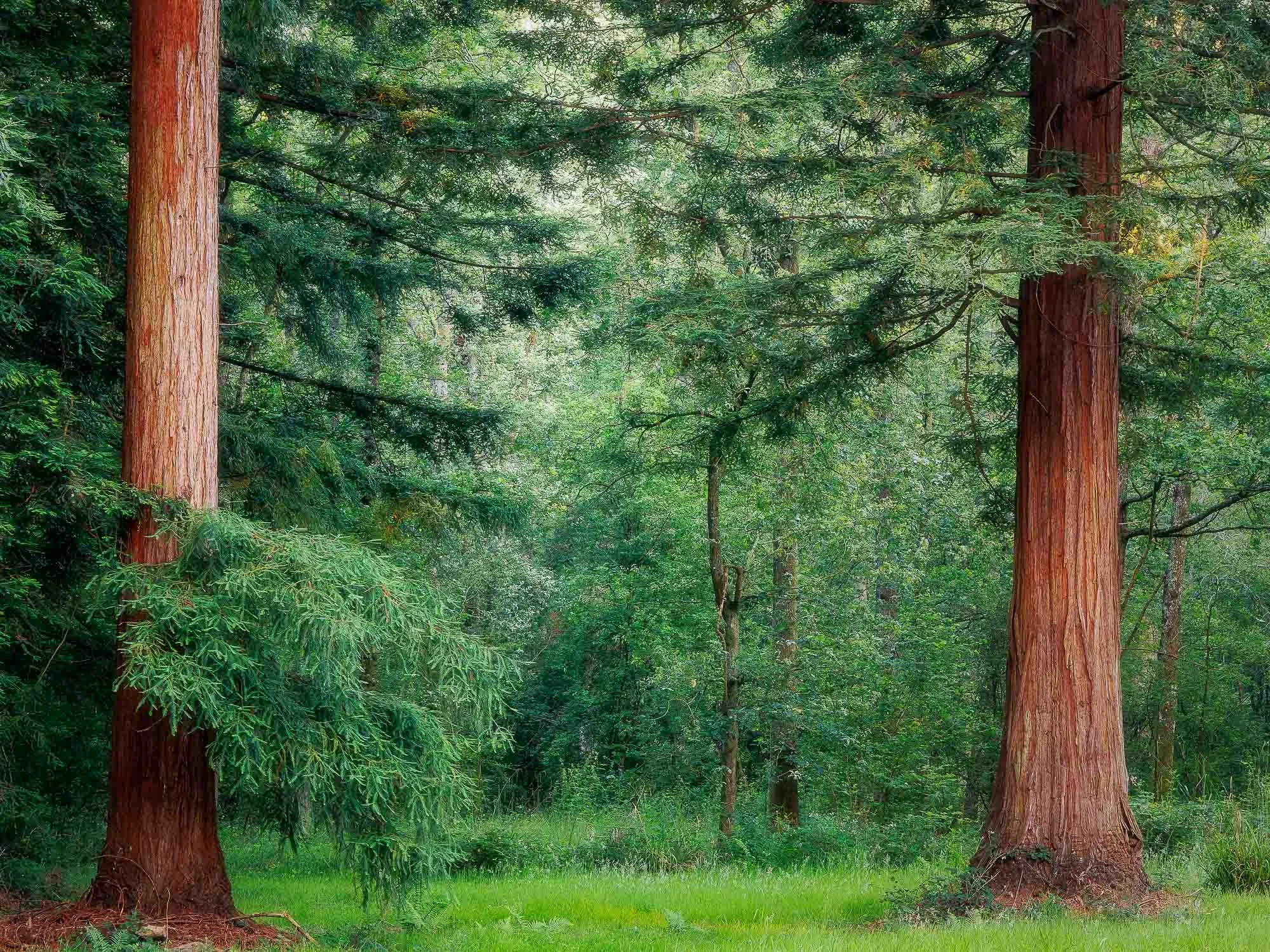 Two Trees Summer
