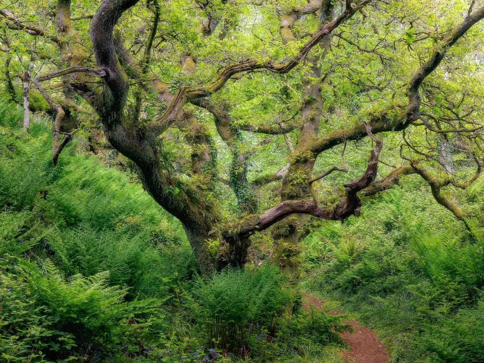 Oak and Fern
