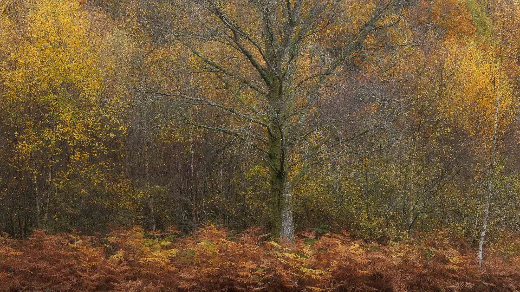 Savernake Forest