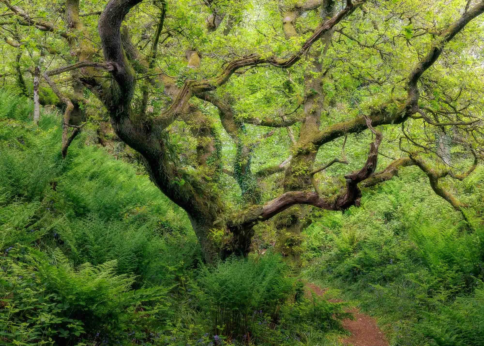 Oak And Fern