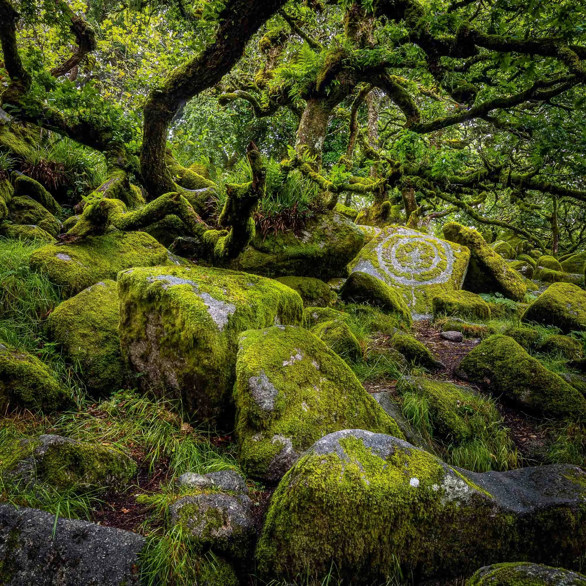 Old Wood
