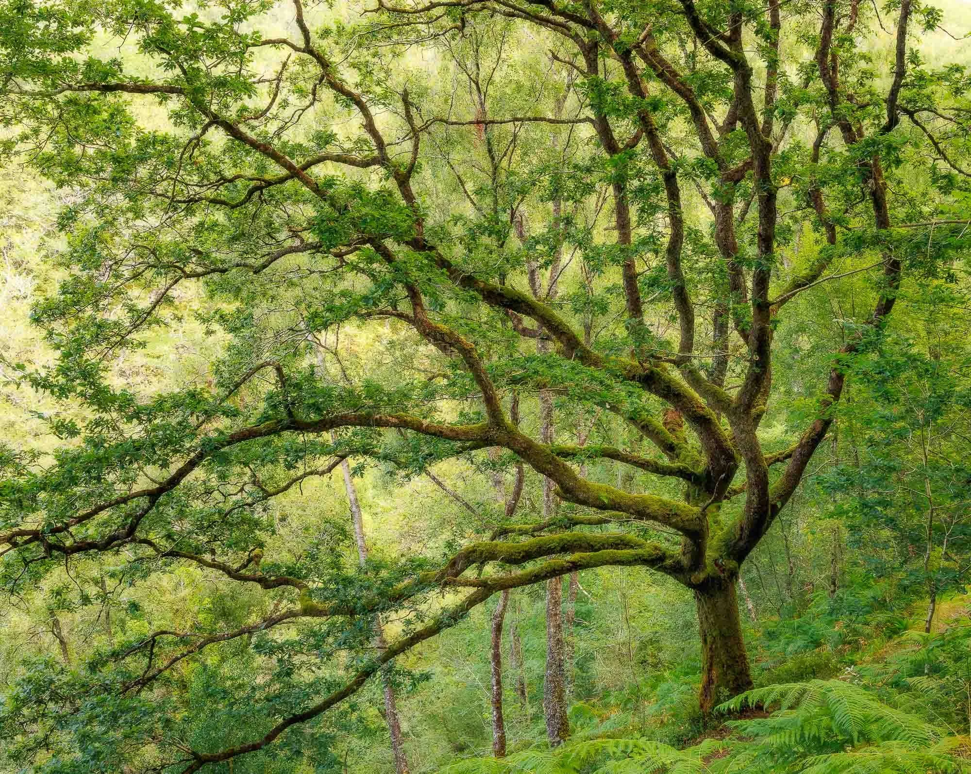 Oak