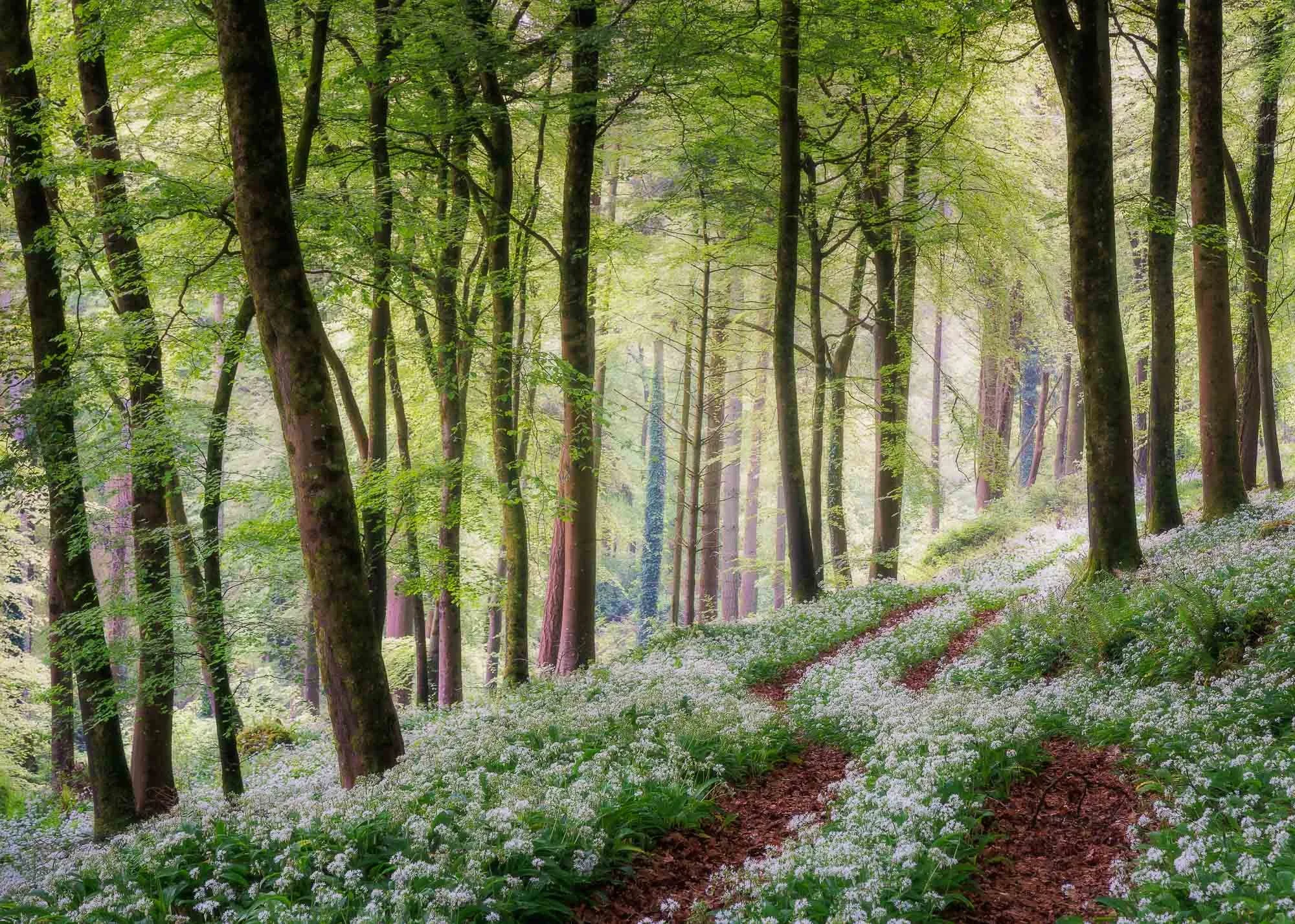 Garlic Track
