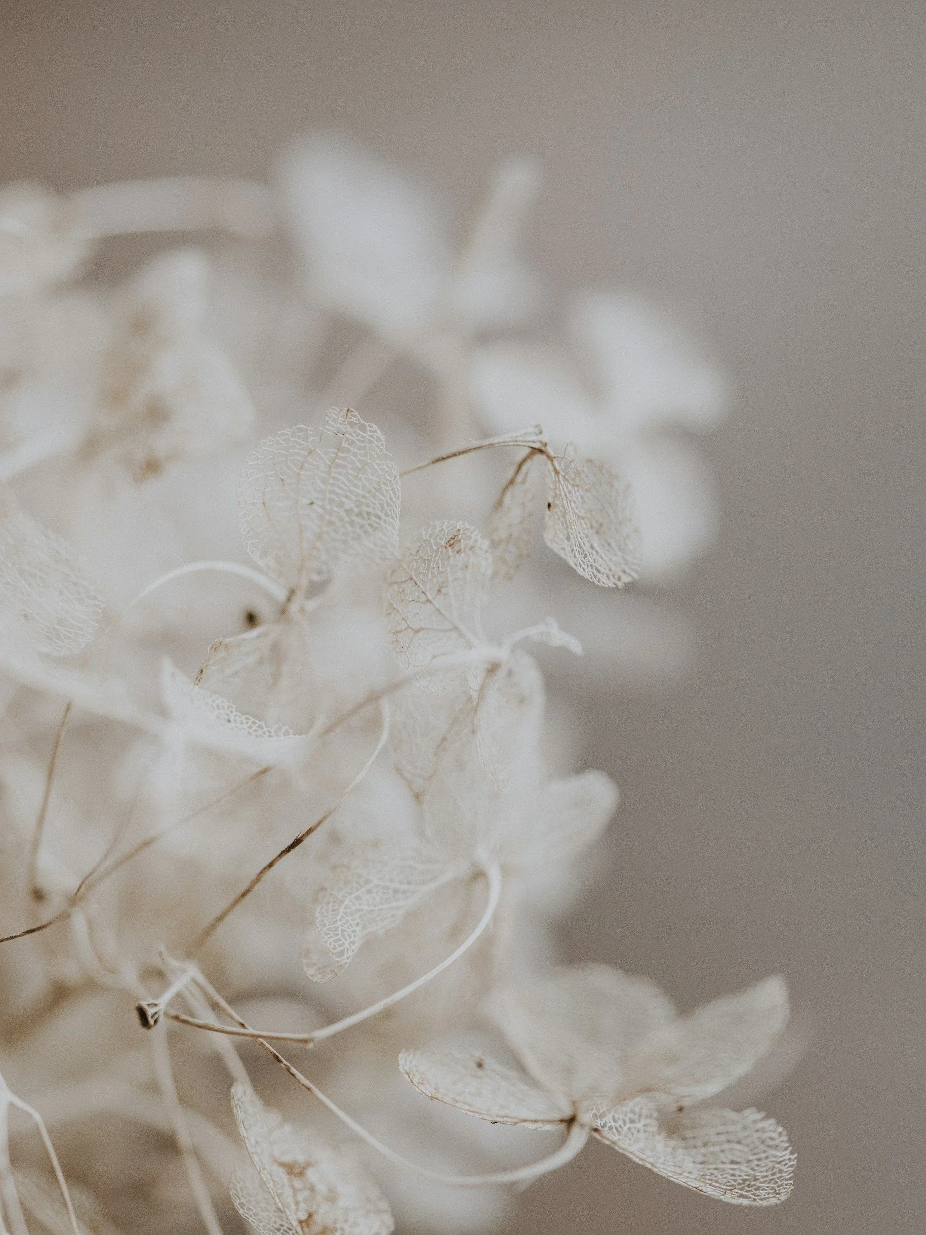 Close-up of delicate, white, dried hydrangea flowers with intricate, see-through petals, against a neutral background.