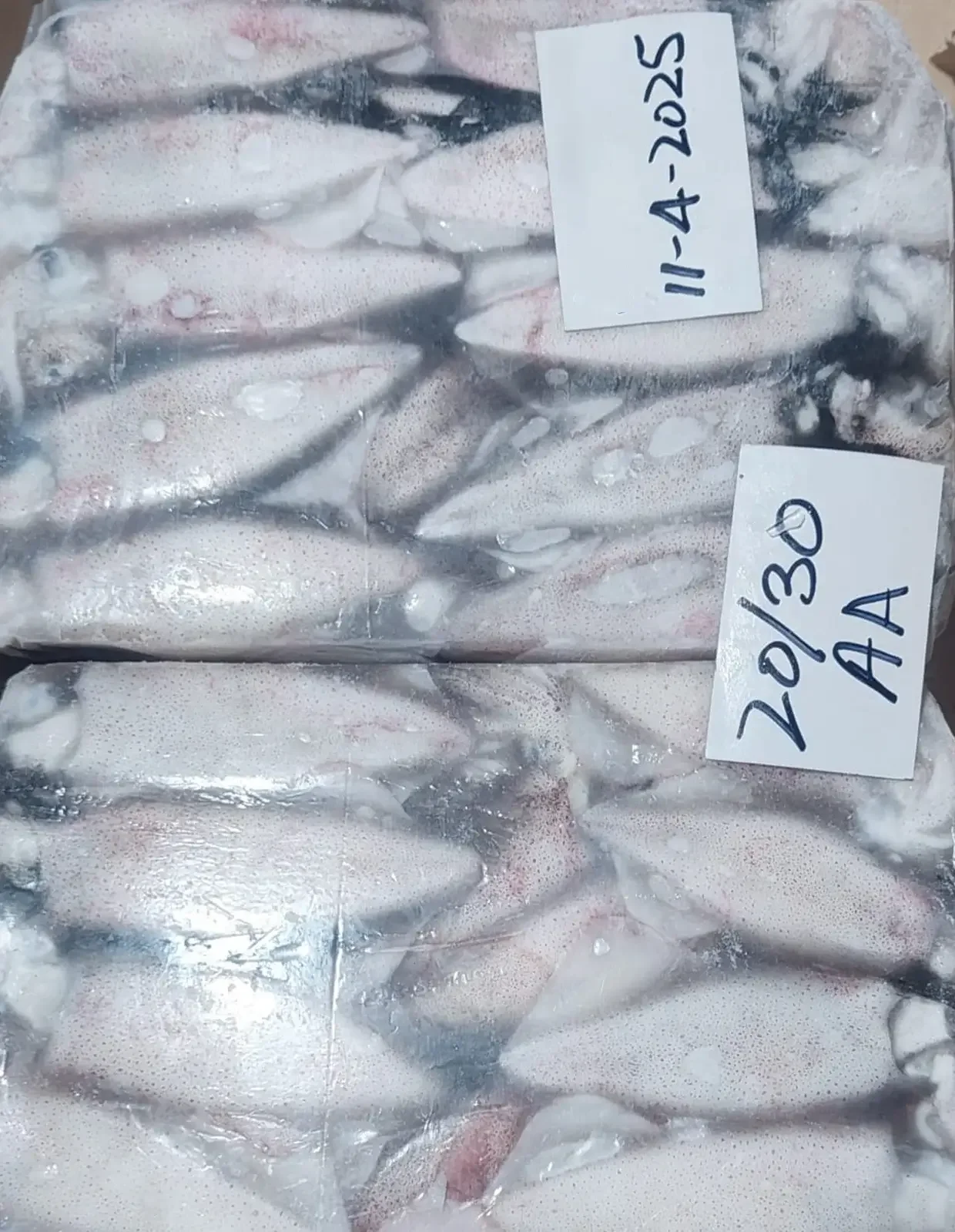 Loligo Duvaceli 20/30 AA