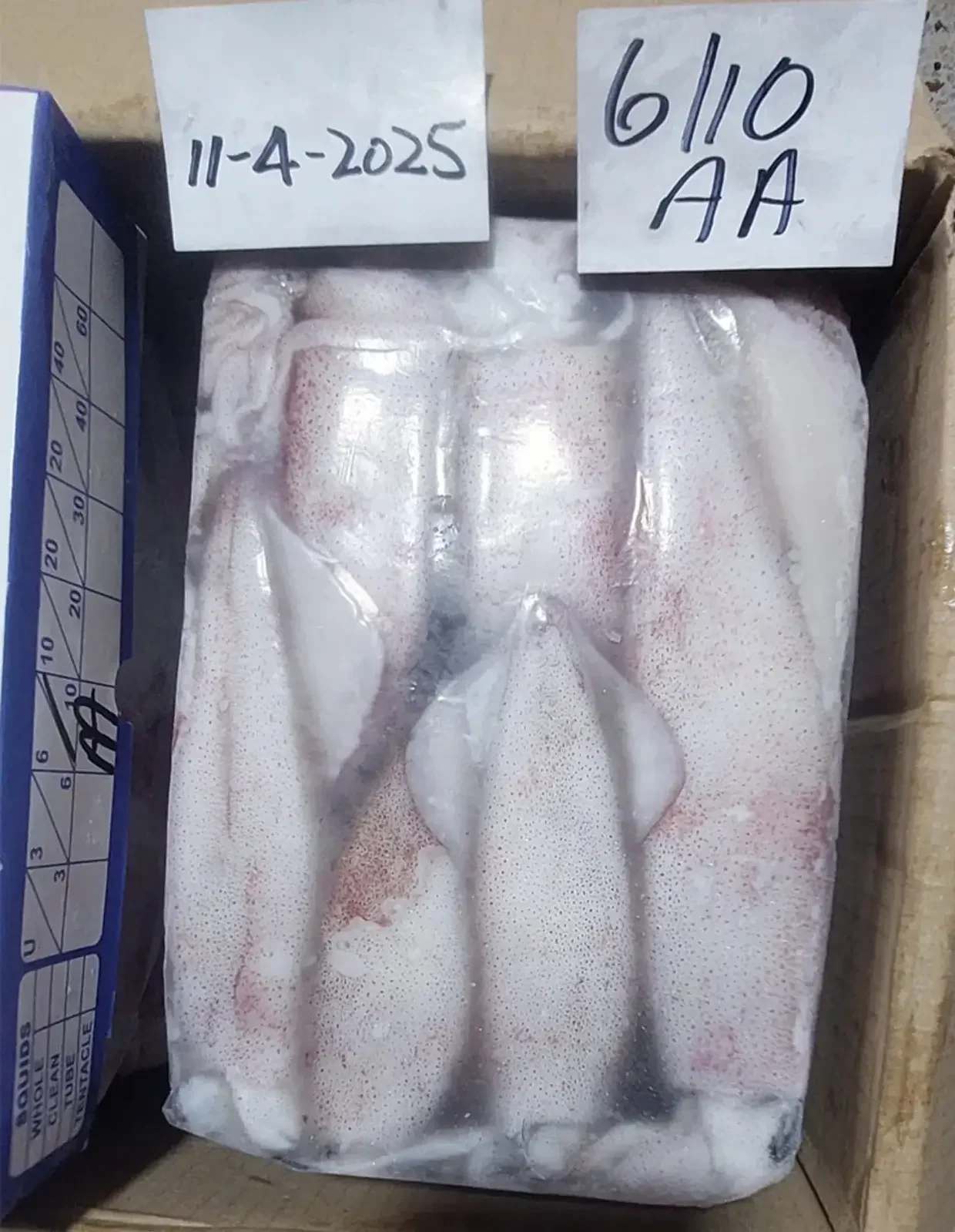 Loligo Duvaceli 6/10 AA