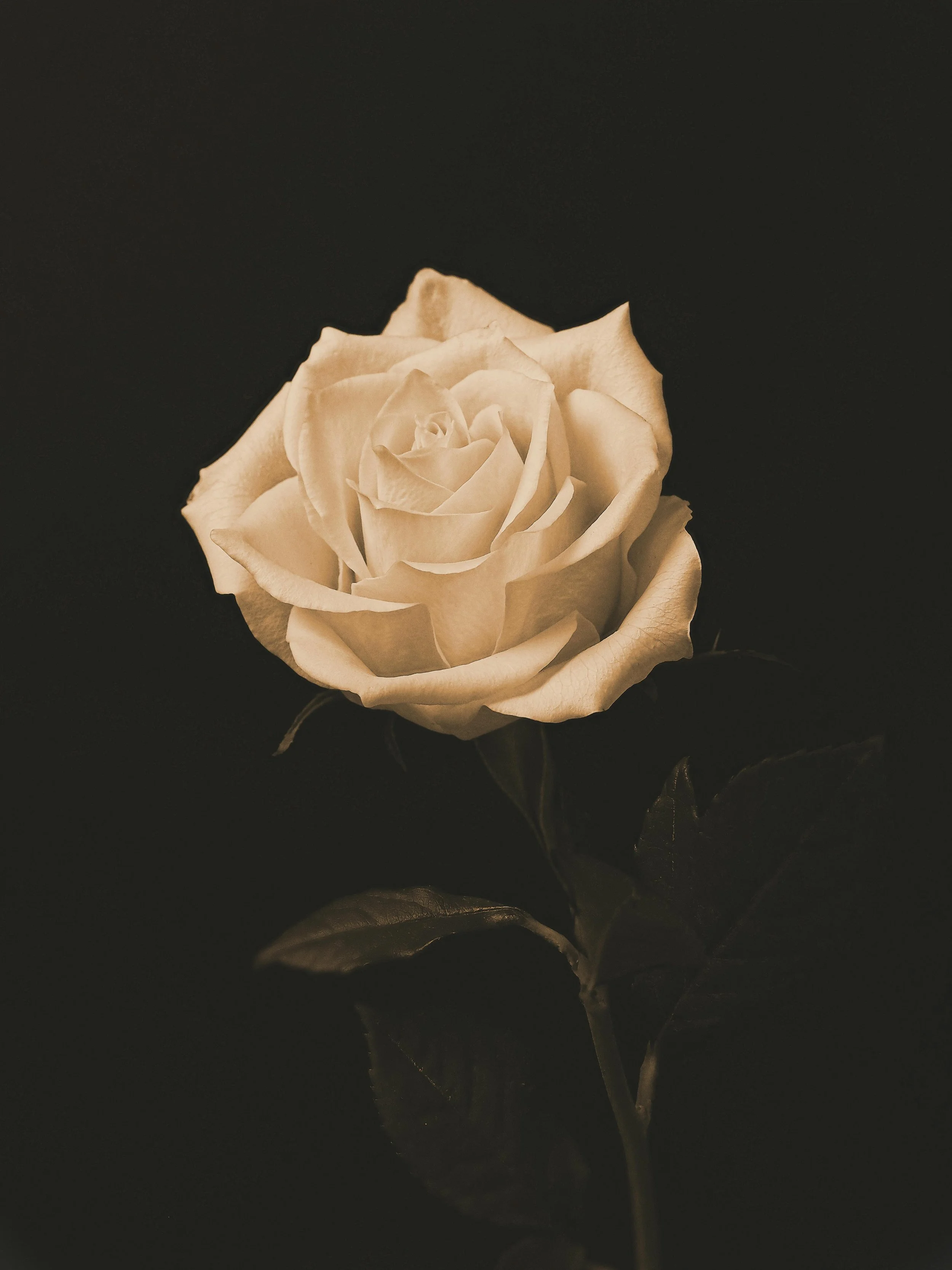 yellow rose on a black background