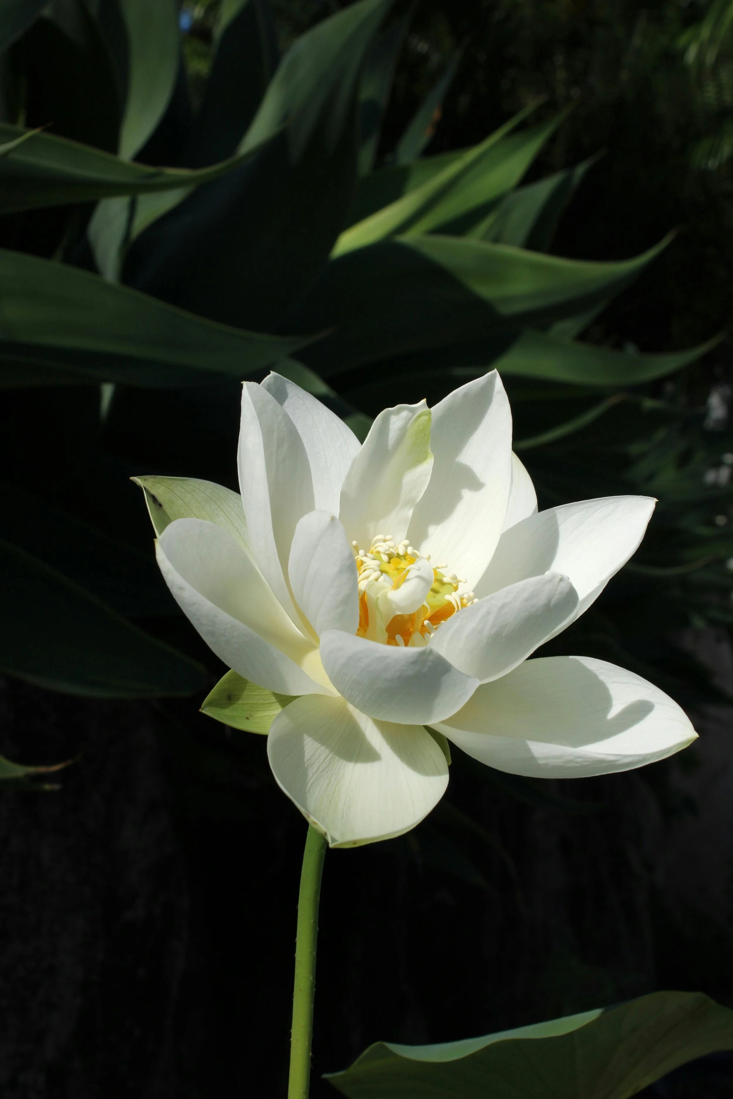 A white blossoming lotus flower illustrating a spinal energetics session