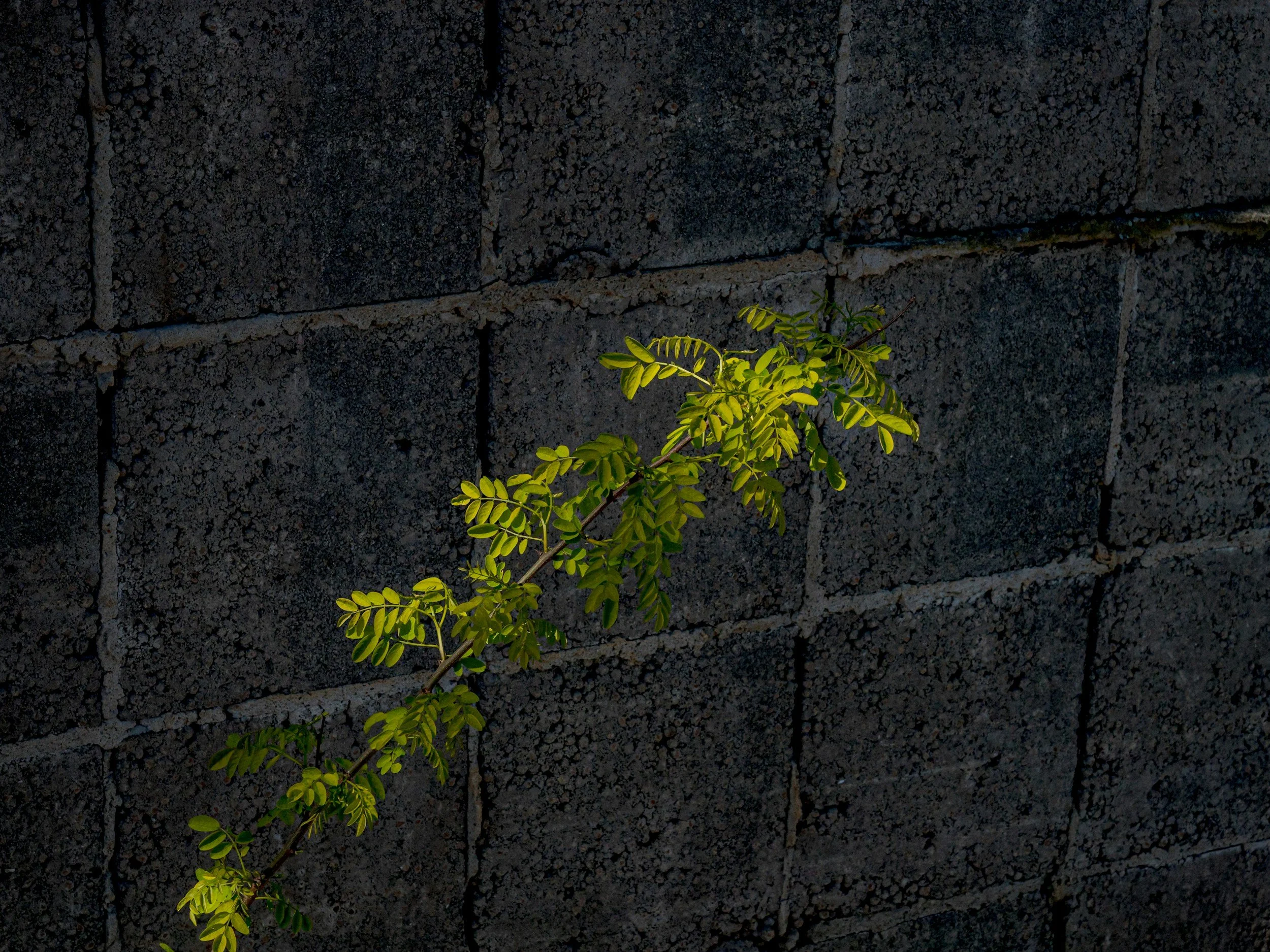 Green leafy plant growing against a rough dark gray brick wall.