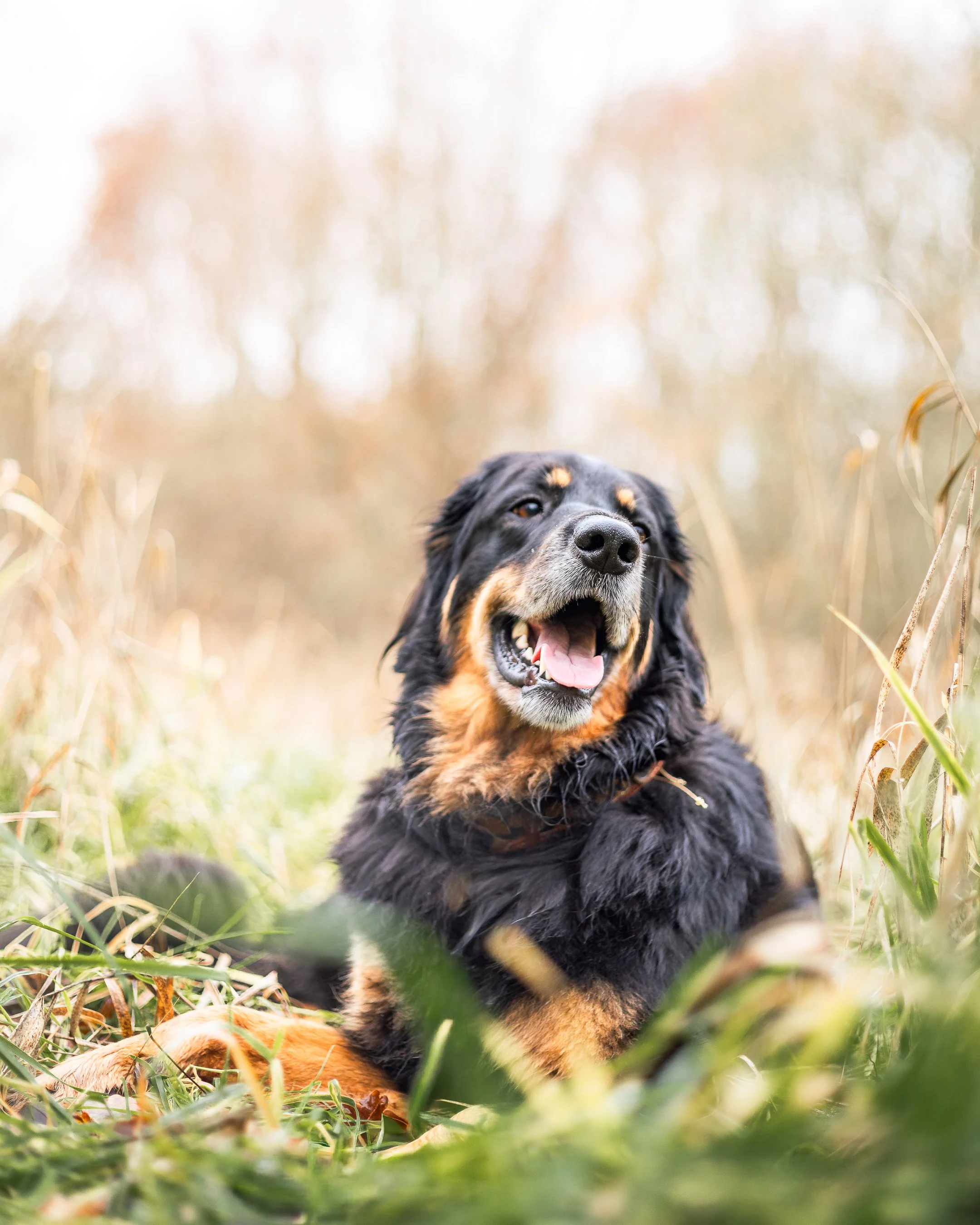 Siggy bos december-9.jpg