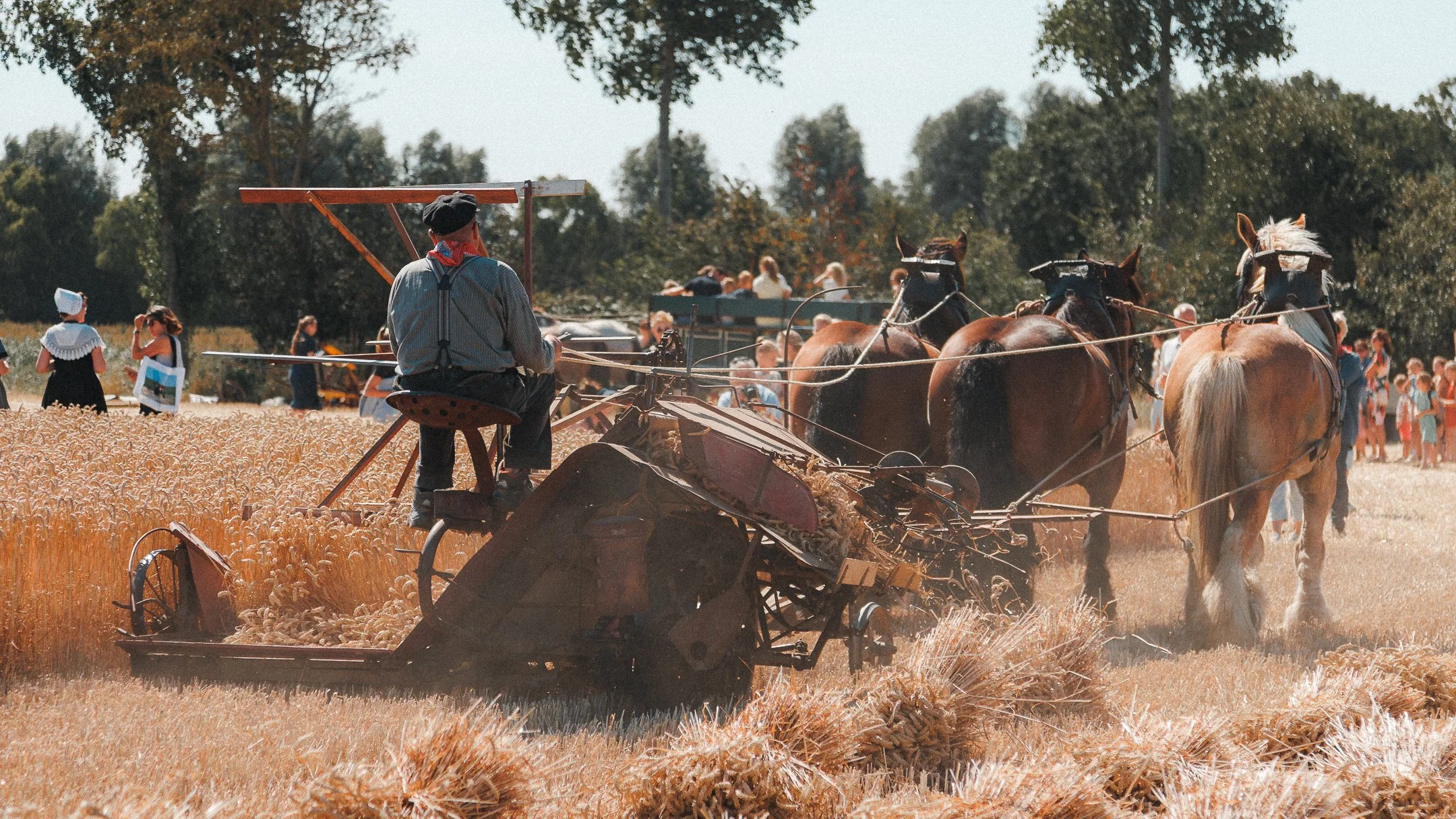 Boer maait een tarweveld met een oude maaimachine, terwijl mensen toekijken en genieten op de achtergrond.