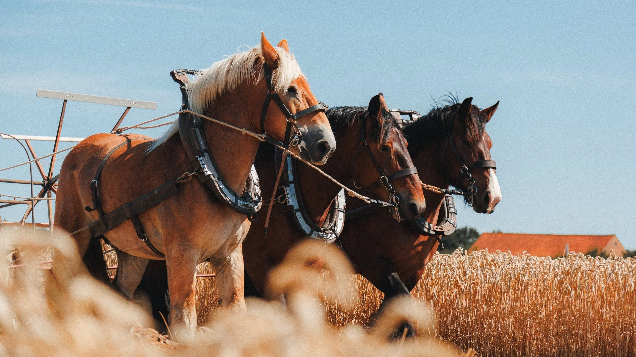 Drie paarden die in een veld met tarwe lopen, met een blauwe lucht op de achtergrond.