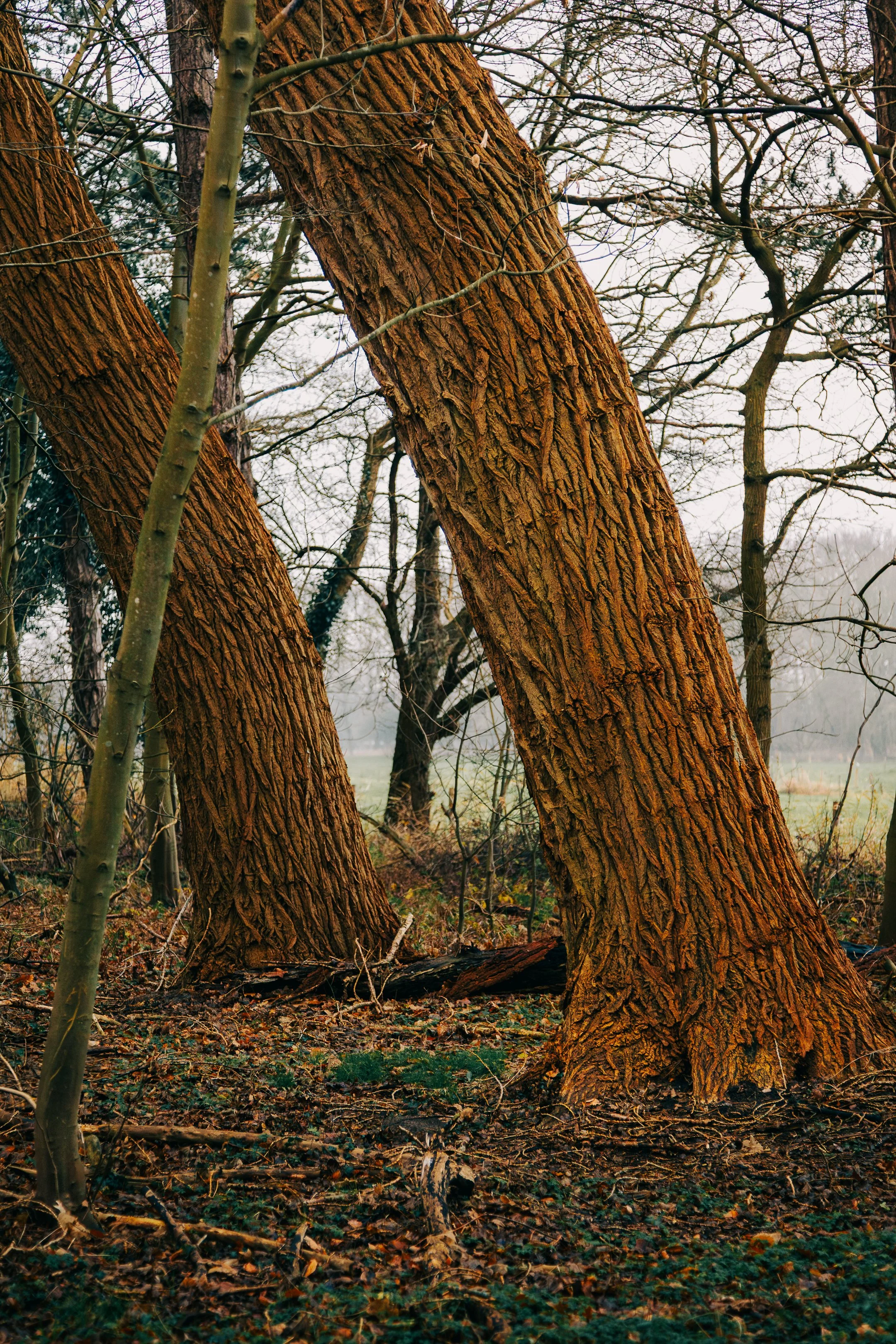 Wandeling zondag-2.jpg
