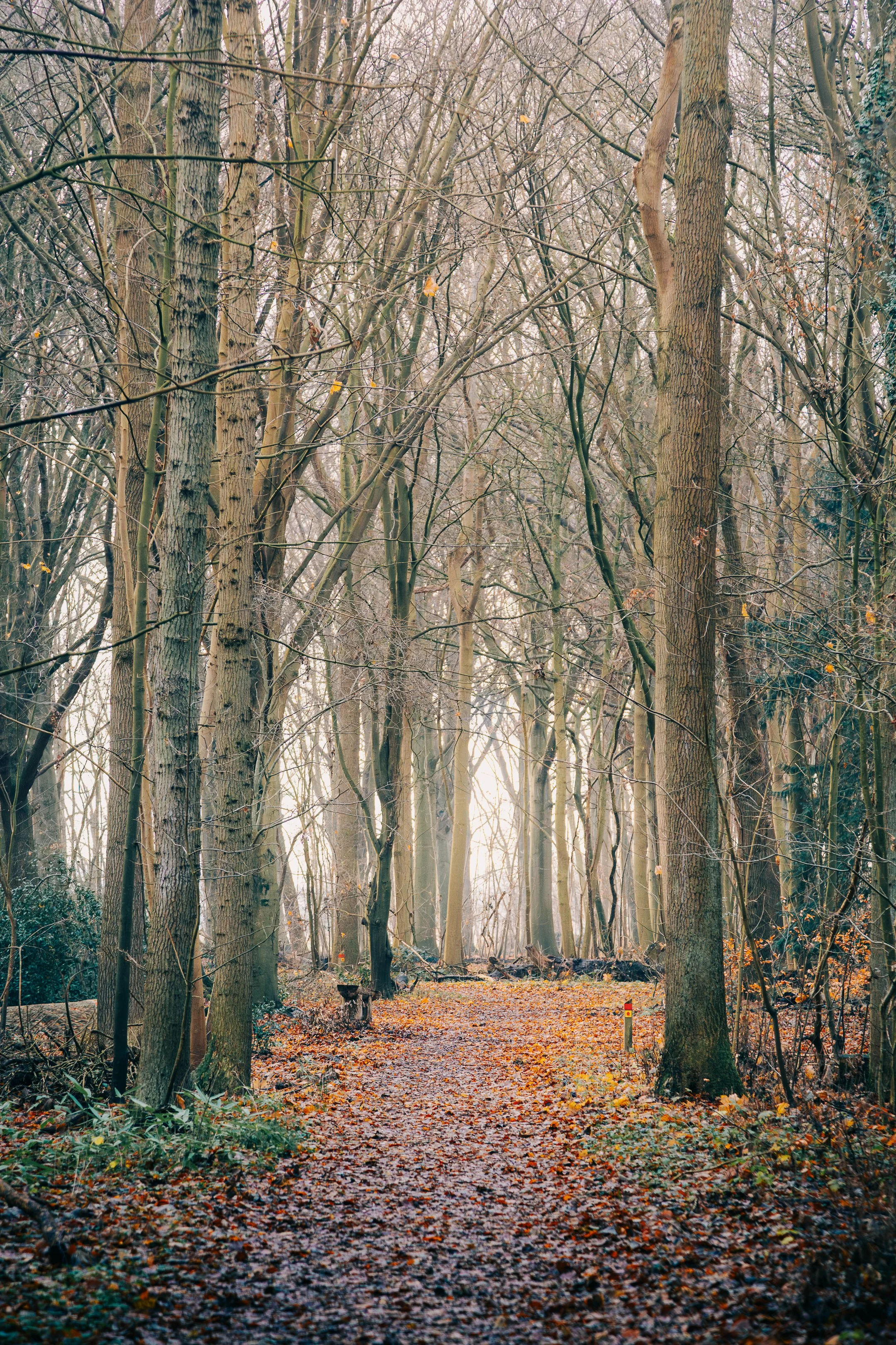 Wandeling zondag-16.jpg