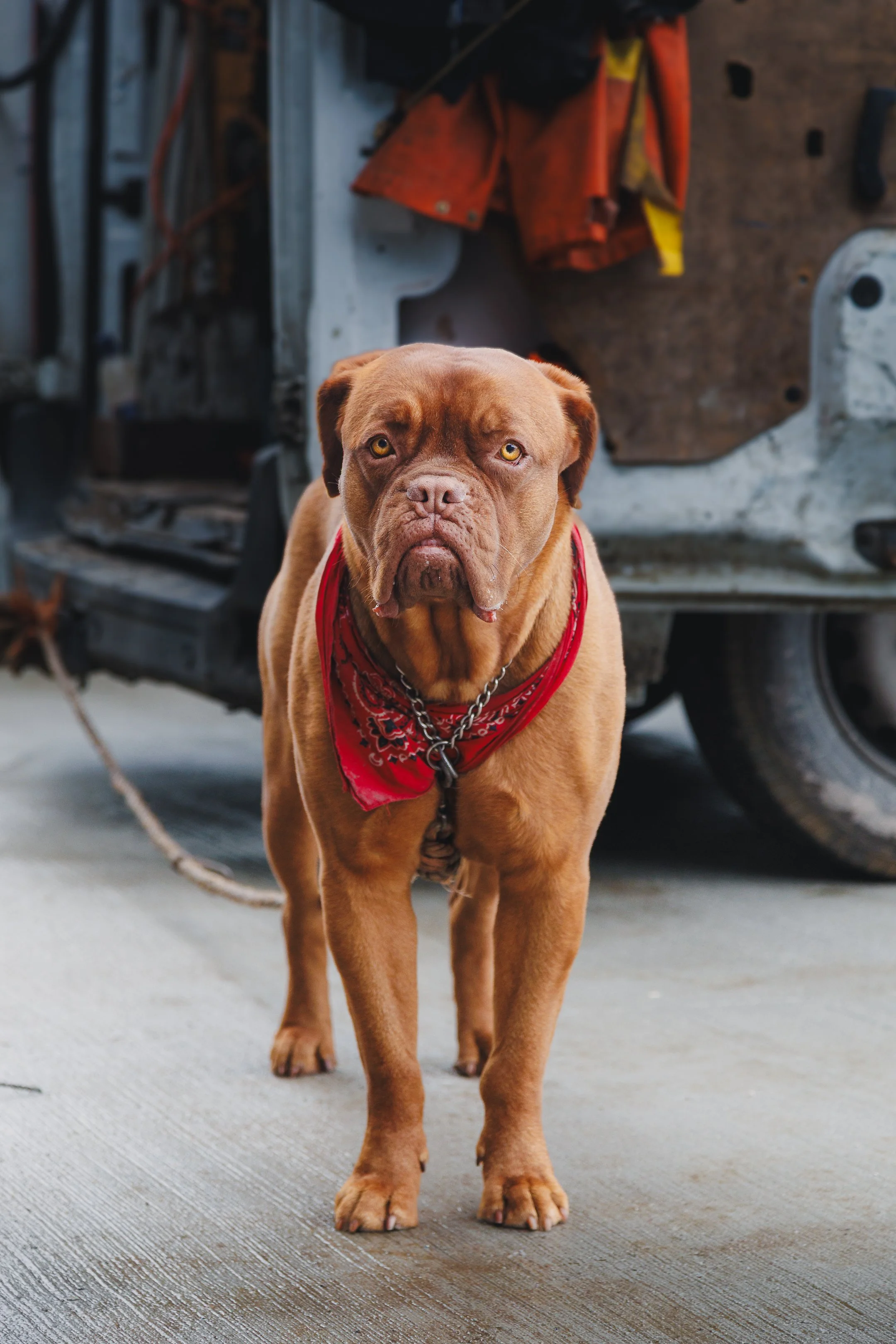 Hond-1.jpg