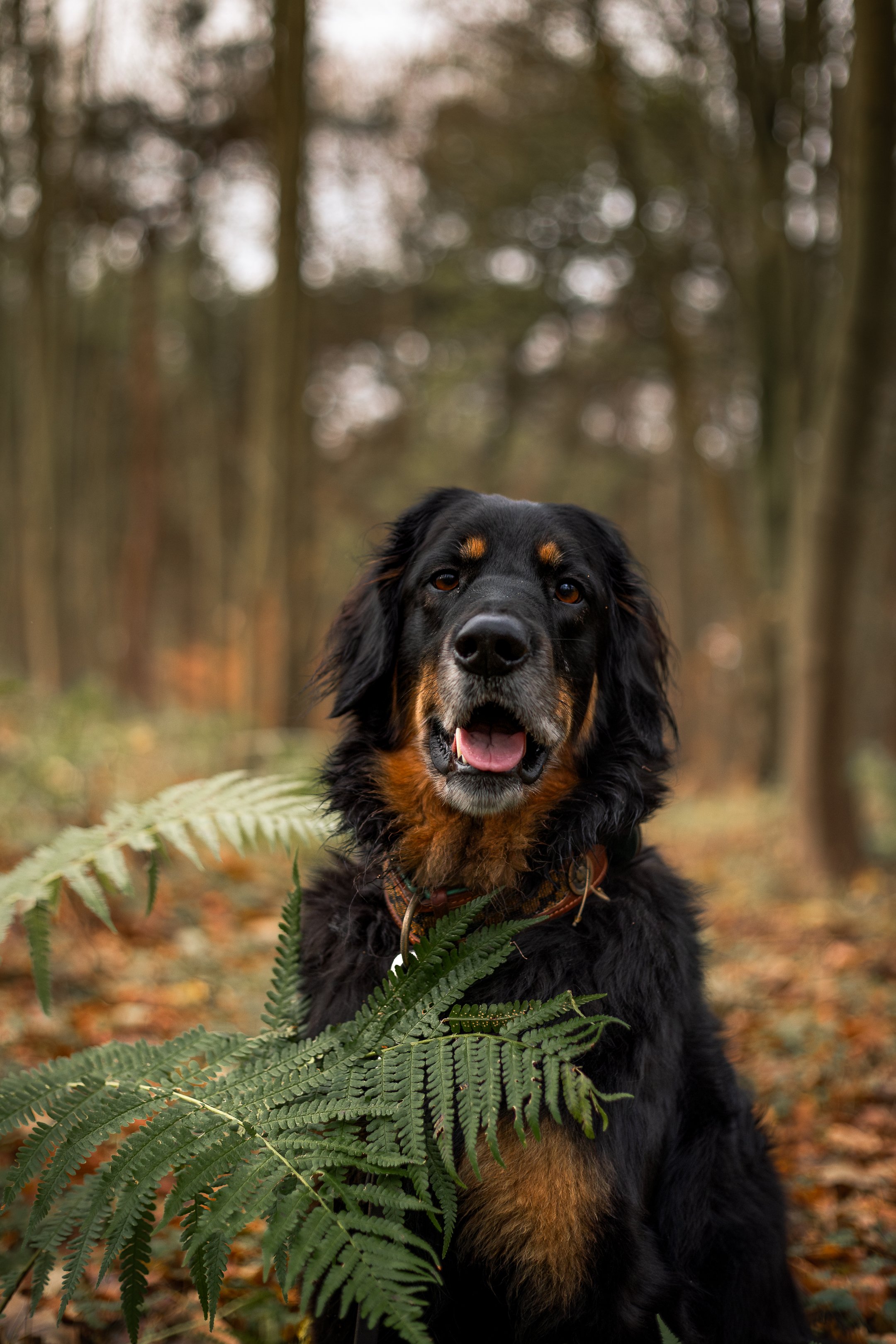 Siggy bos december-23.jpg