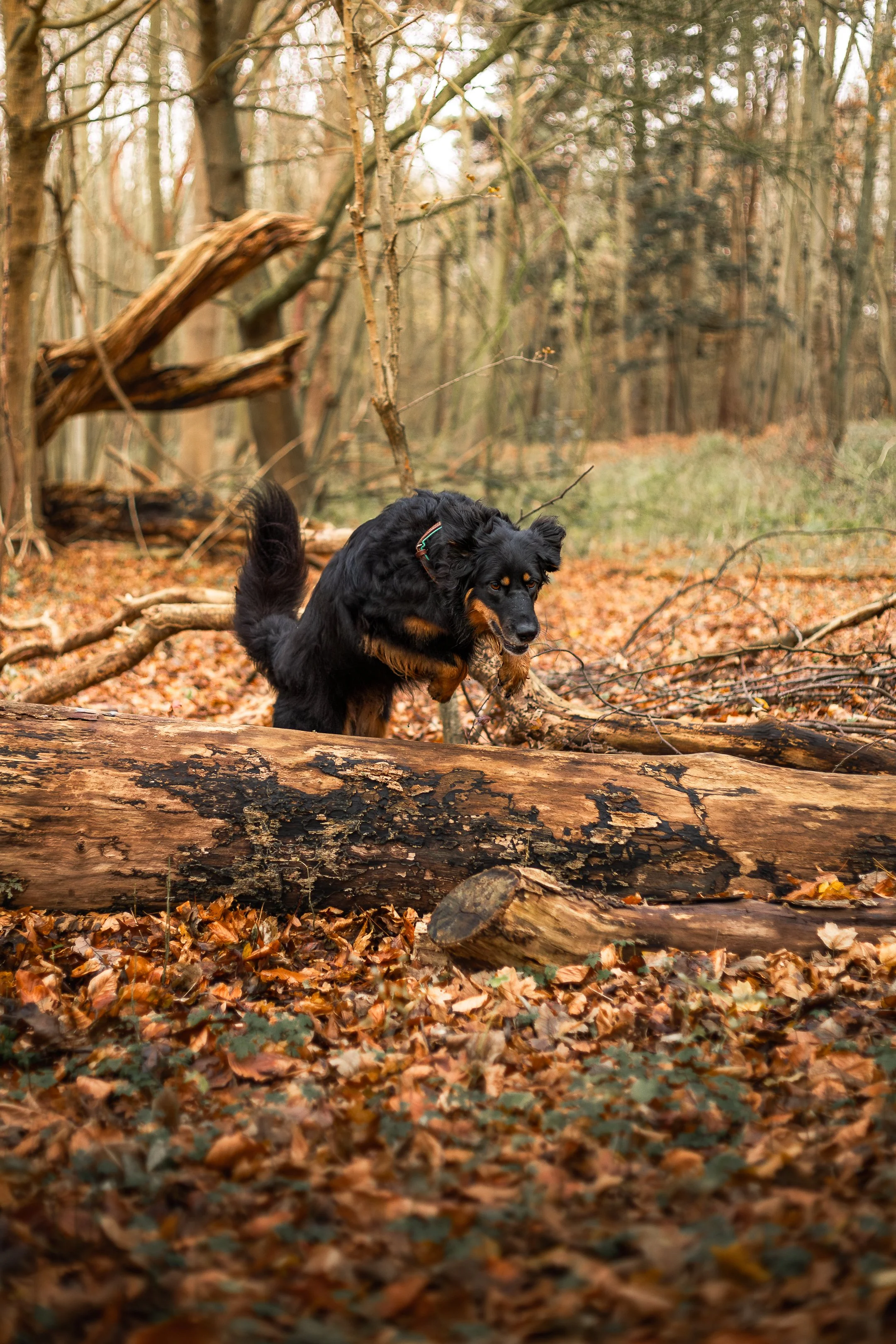 Siggy bos december-11.jpg